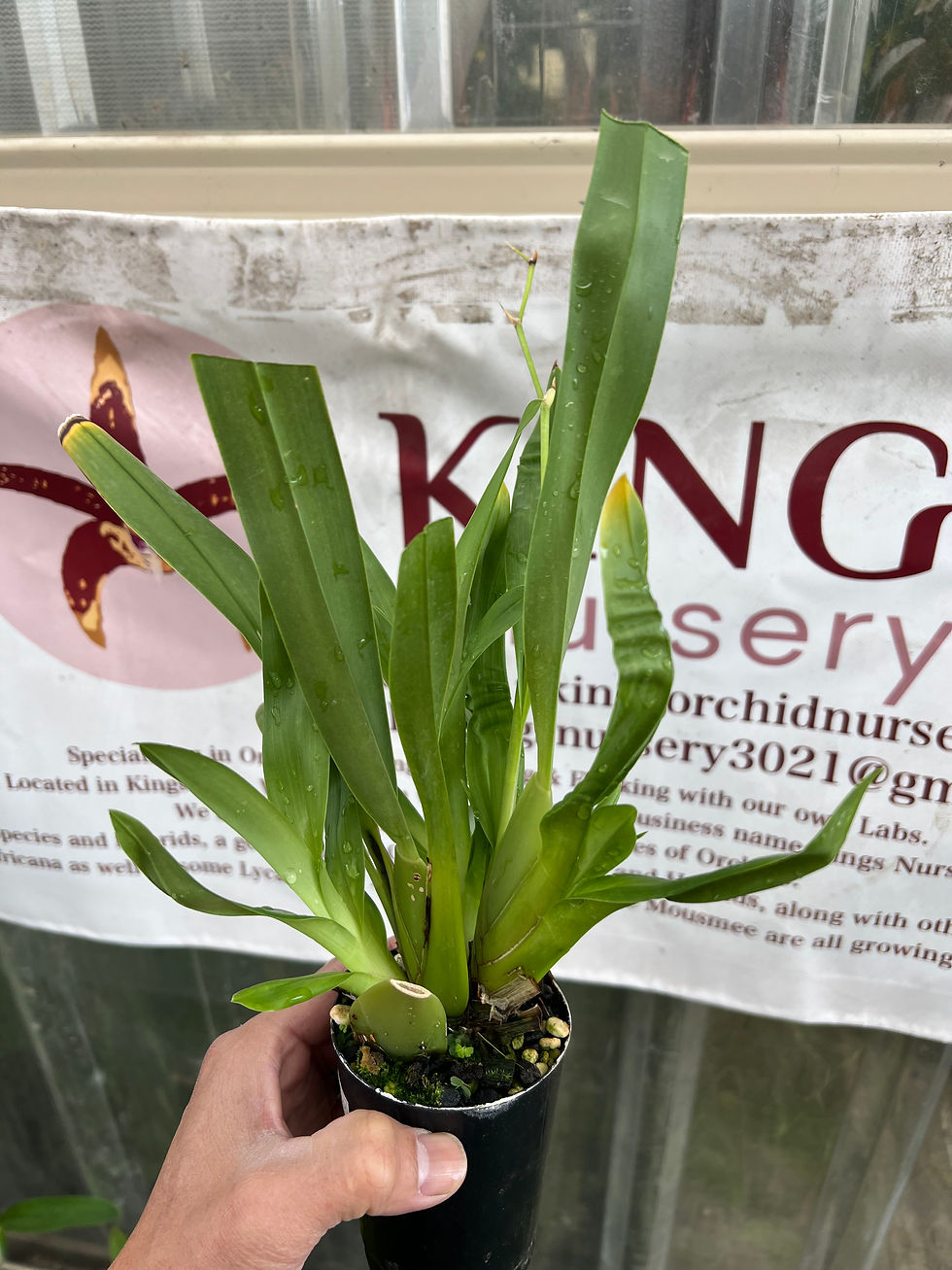 Thumbnail: Miltoniopsis Banana Fandango ‘Faded Memories’ flowering size 75mm pot 