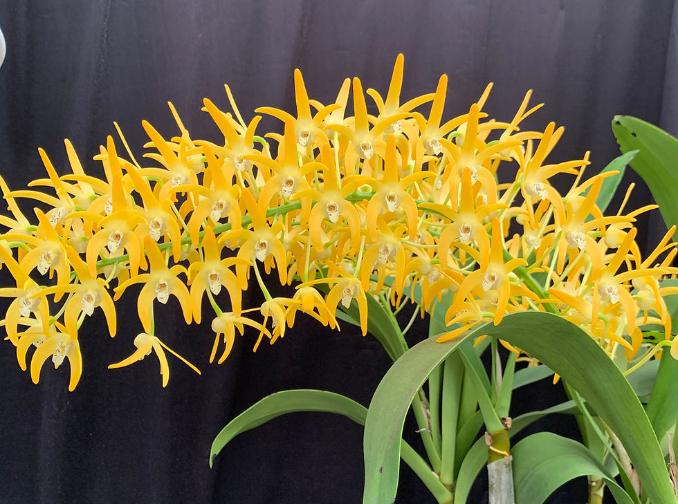 Thumbnail: Dendrobium Jayden  ‘Sheen’ x Aus Gold Starburst  in buds seedling 140mm pot