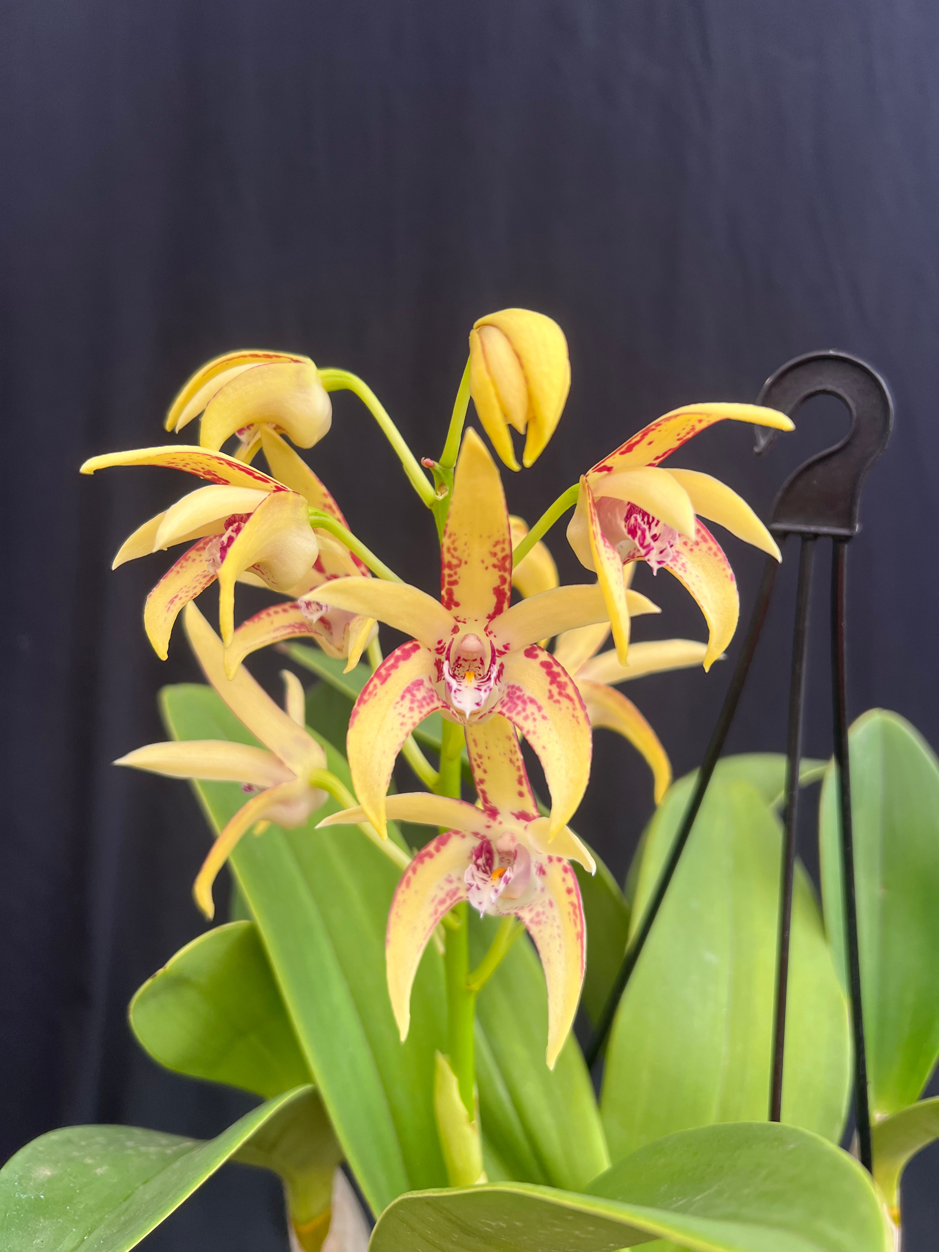 Dendrobium Saigon Cosmic Dream first flowering 140mm pot