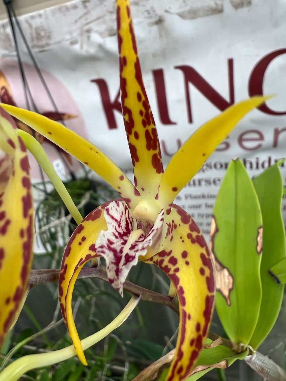 Thumbnail: Dendrobium Saigon Spirit flowering 140mm pot #1