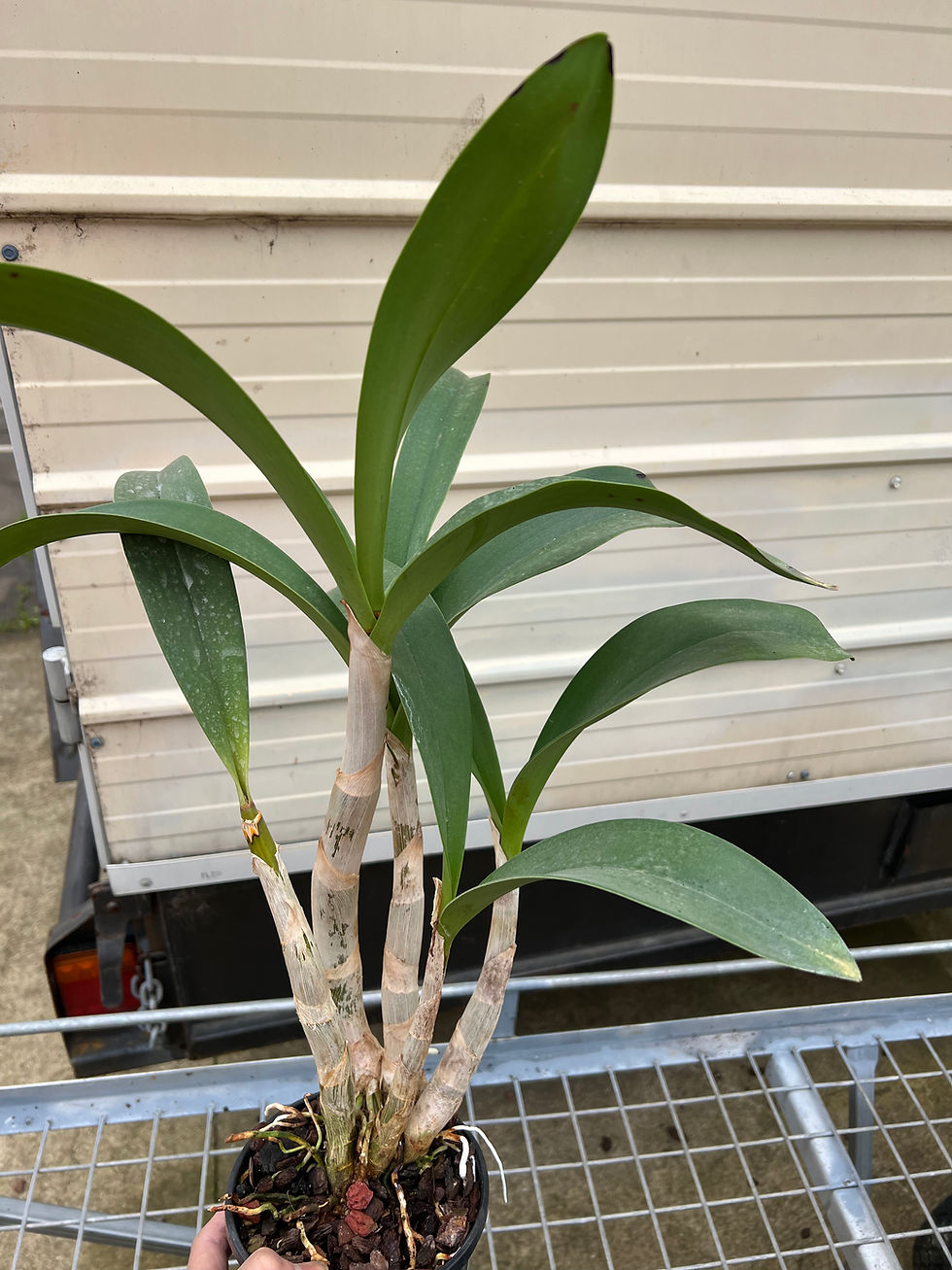Thumbnail: Dendrobium Aus Goldrush ‘Hulk’ AM/OSCOV original division 140mm pot in buds