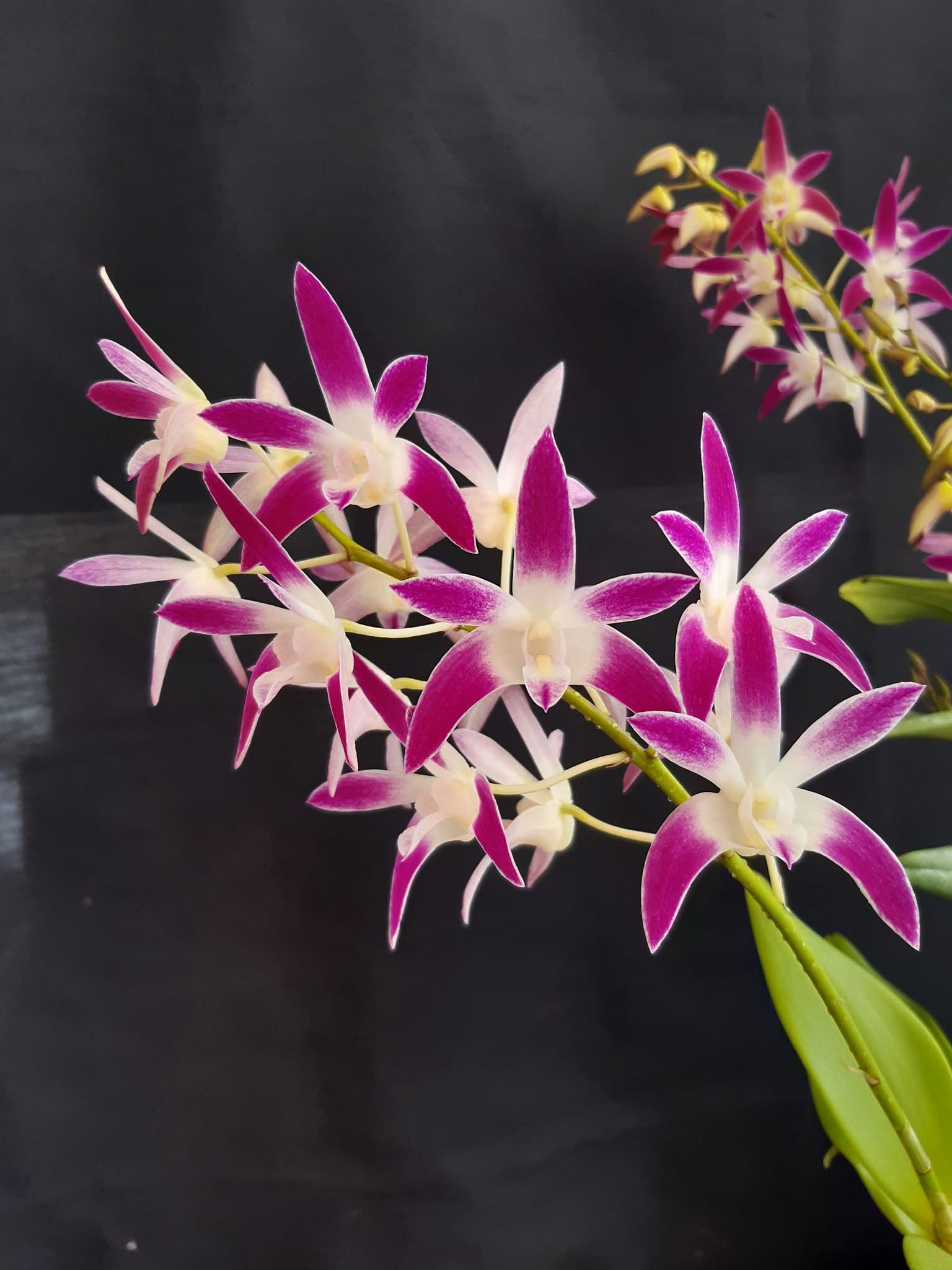 N142 Awsome ‘Lucy’ division 180mm pots 