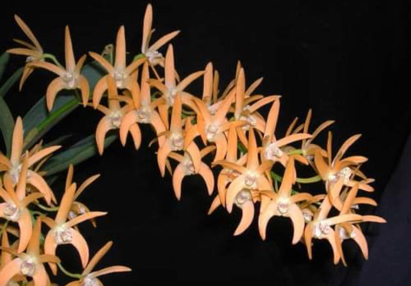 Dendrobium Australian Gold Starburst ‘Ember Glow’ division 140mm pot