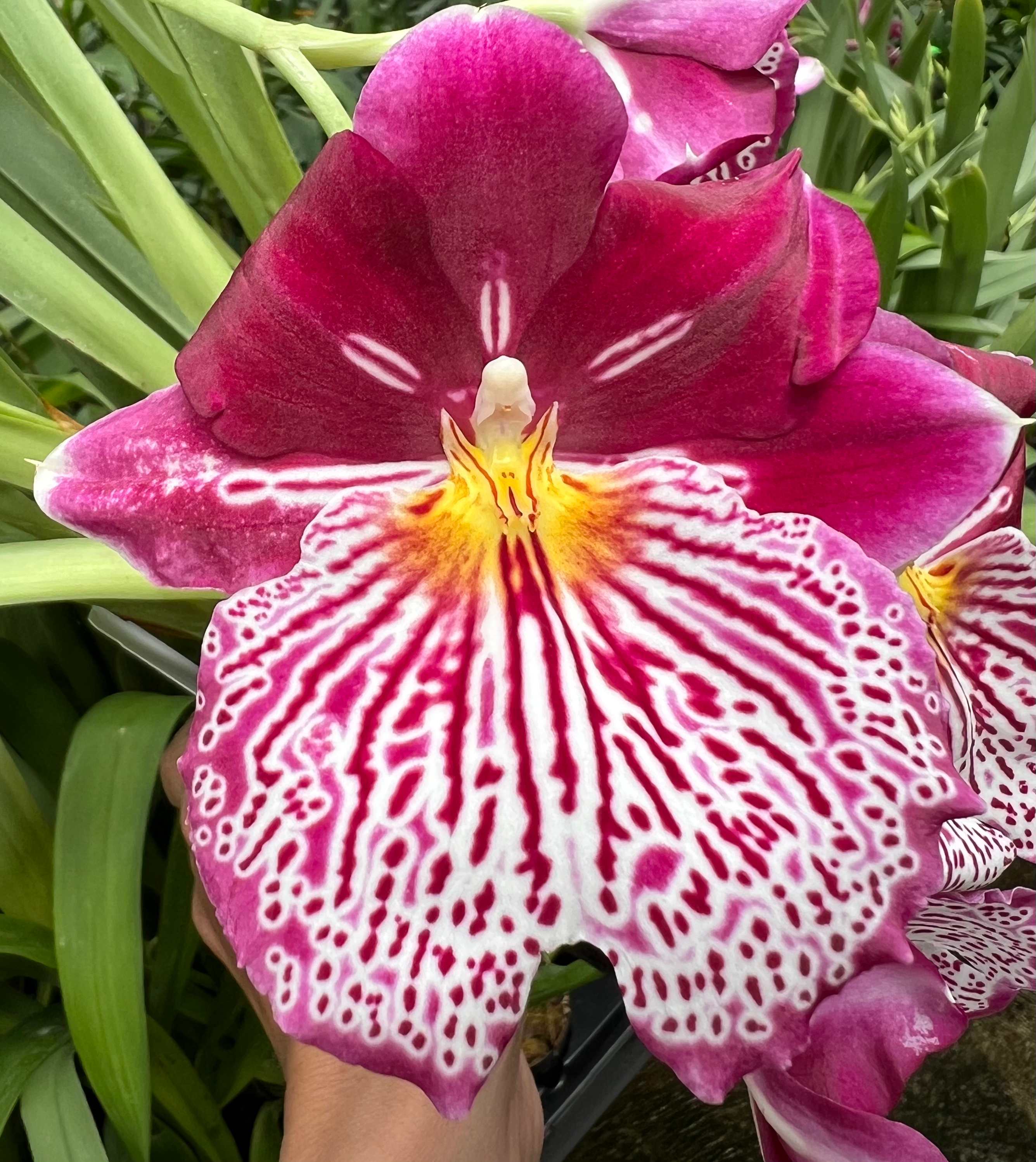 Miltoniopsis Breathless ‘Beauty’ 125mm pots flowering size