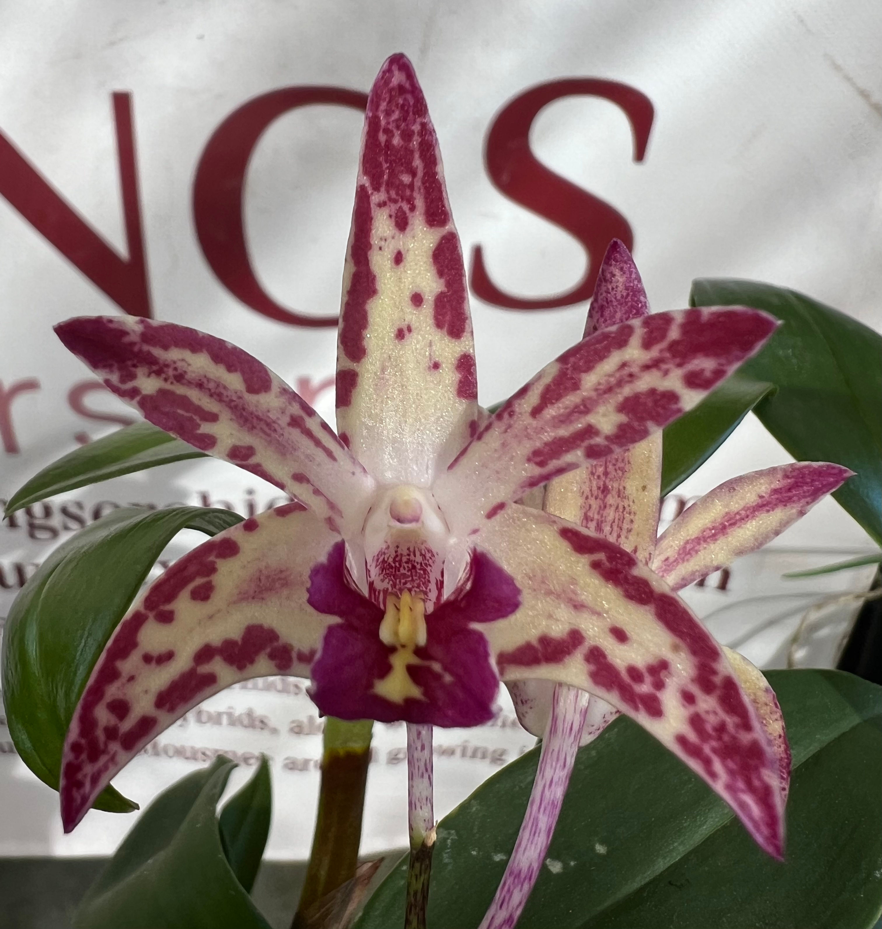 Dendrobium King’s Merlot flowering 140mm pot