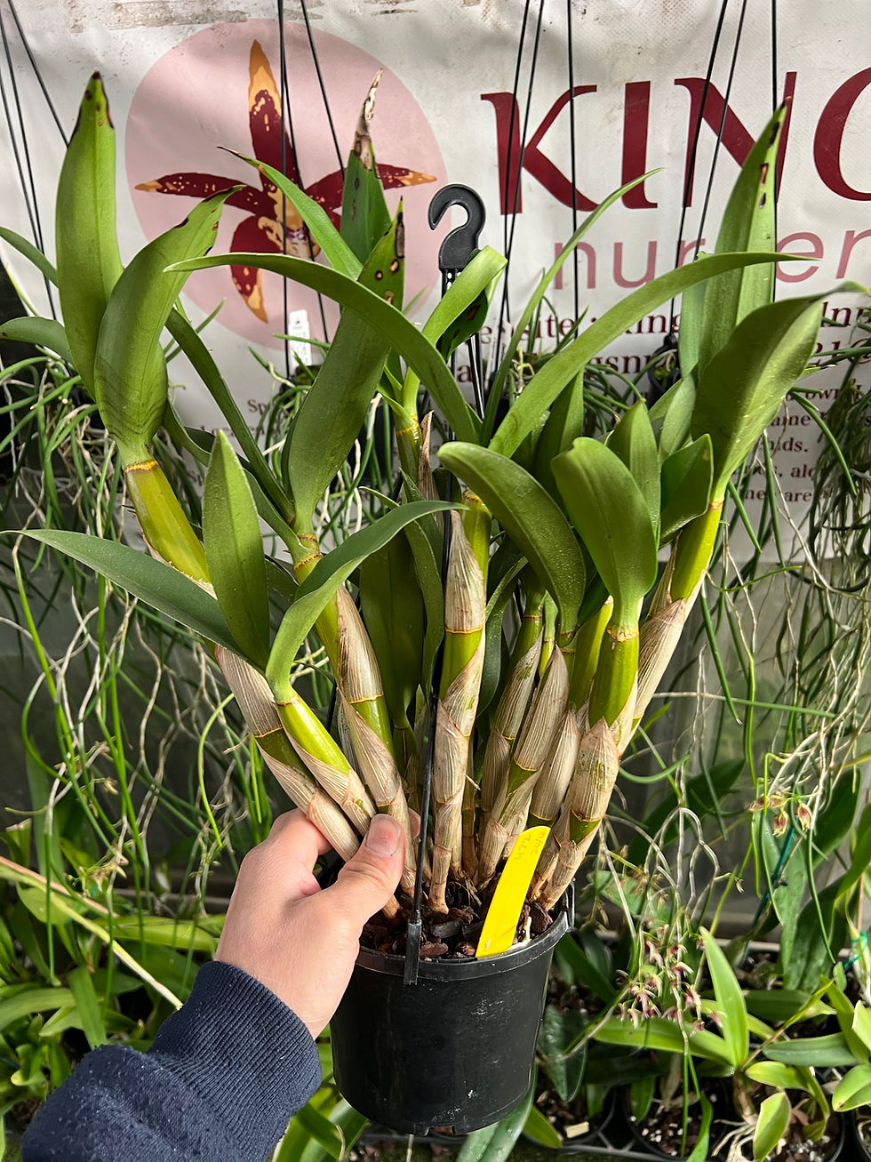 Thumbnail: Dendrobium King’s Aura ‘Emperor’ flowering 140mm pot super size 