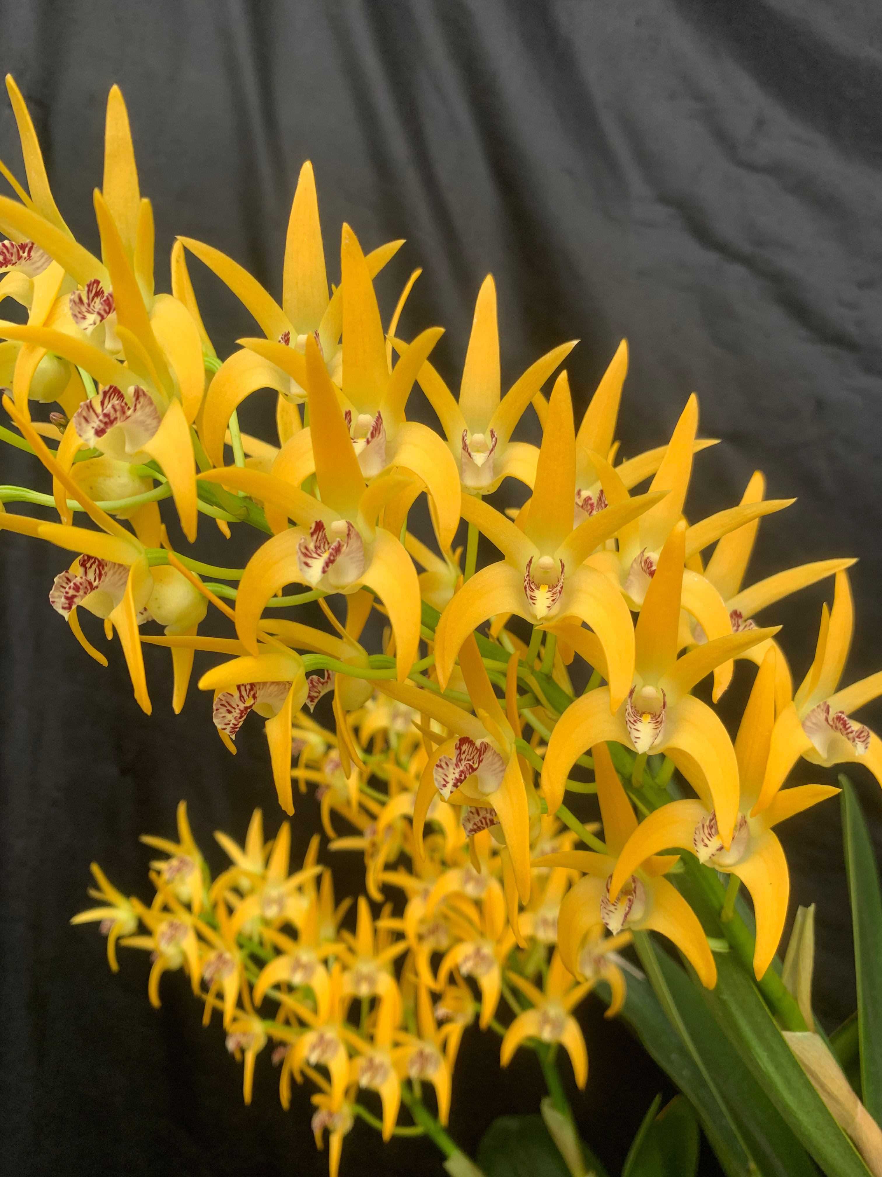 Dendrobium Cosmic Gold ‘Sydenham’ x Midas Touch ‘Sydenham’ flowering size 140mm
