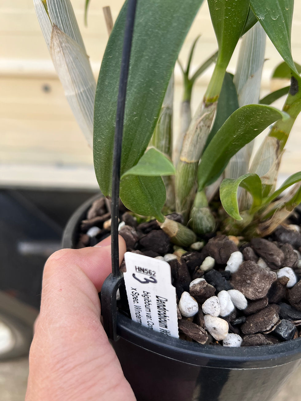 Thumbnail: #3 Dendrobium Warringah in buds first flowering seedling 150mm pot 