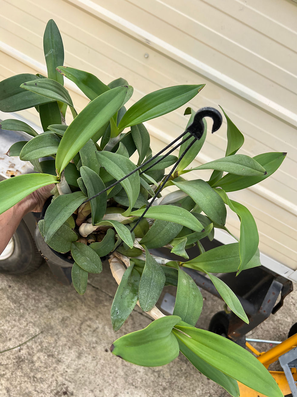 Thumbnail: #3 Dendrobium Cosmic Gold remake overgrown flowering size seedling 150mm pot