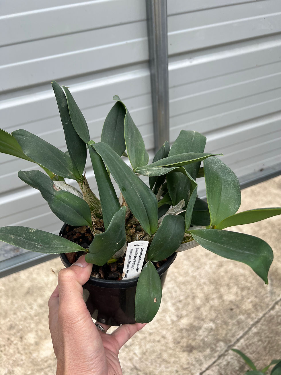 Thumbnail: Dendrobium Cosmic Gold remake near flowering size seedling 140mm pot #1