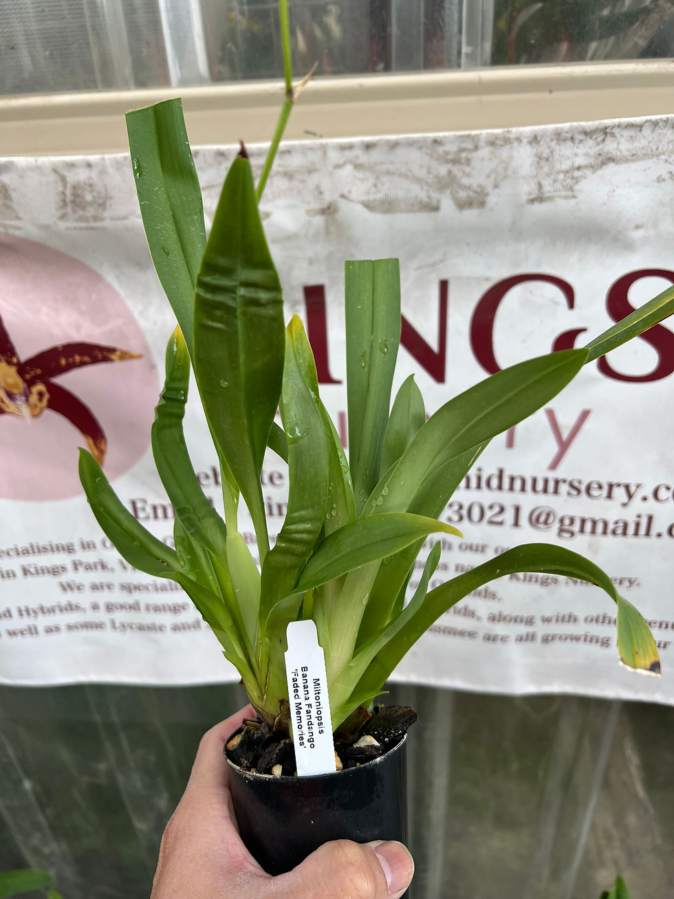 Thumbnail: Miltoniopsis Banana Fandango ‘Faded Memories’ flowering size 75mm pot 
