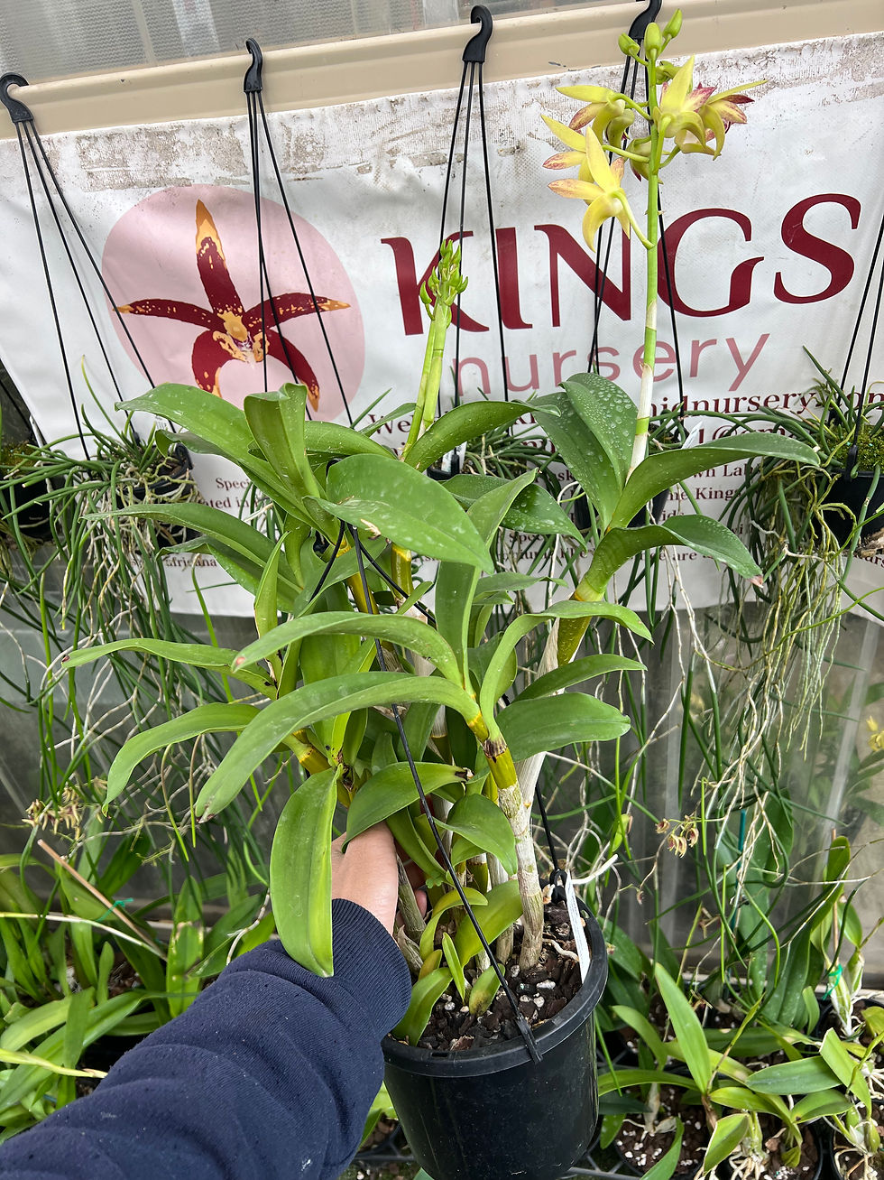 Thumbnail: Dendrobium King’s Elegant Dream ‘First Best’ first flowering 170mm pot