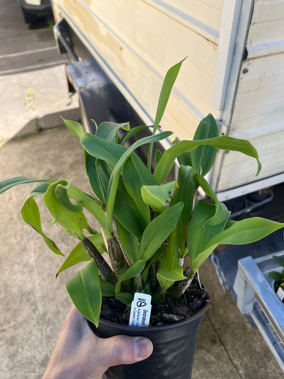 Thumbnail: Dendrobium Australian Chocolate Starfish x Cosmic Gold ‘Sandy’ flowering size #1