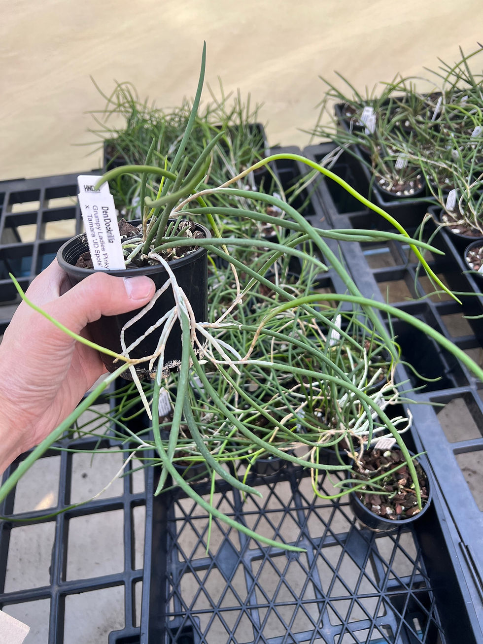 Thumbnail: Dockrillia Grumpy Ladies ‘Pinky’ x Tamara ‘JD Spots’  seedling 100mm pots
