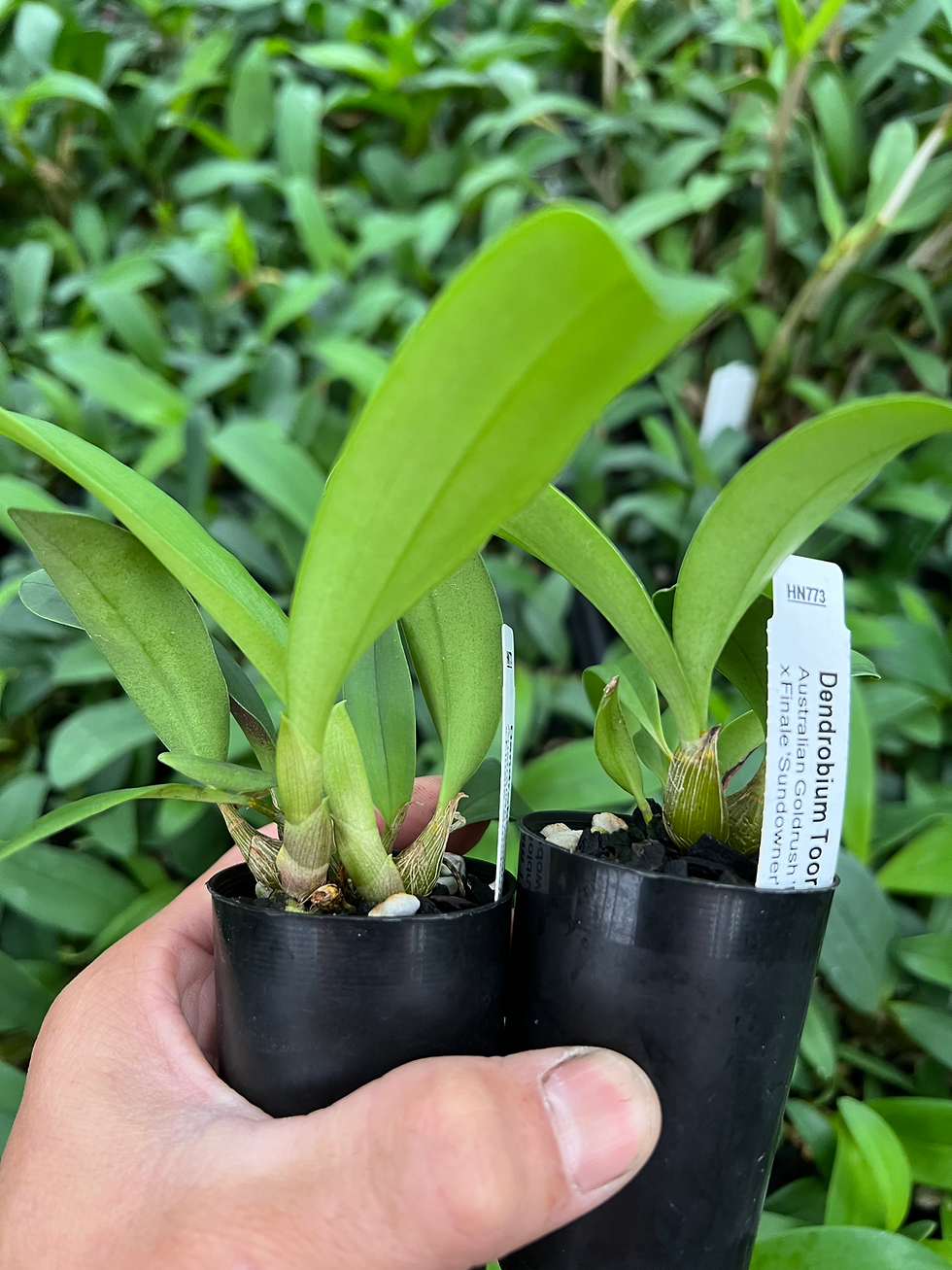 Thumbnail: Dendrobium Australian Goldrush  ‘Hulk’ AM/OSCOV x Finale ‘Sundowner’ 50mm pots 