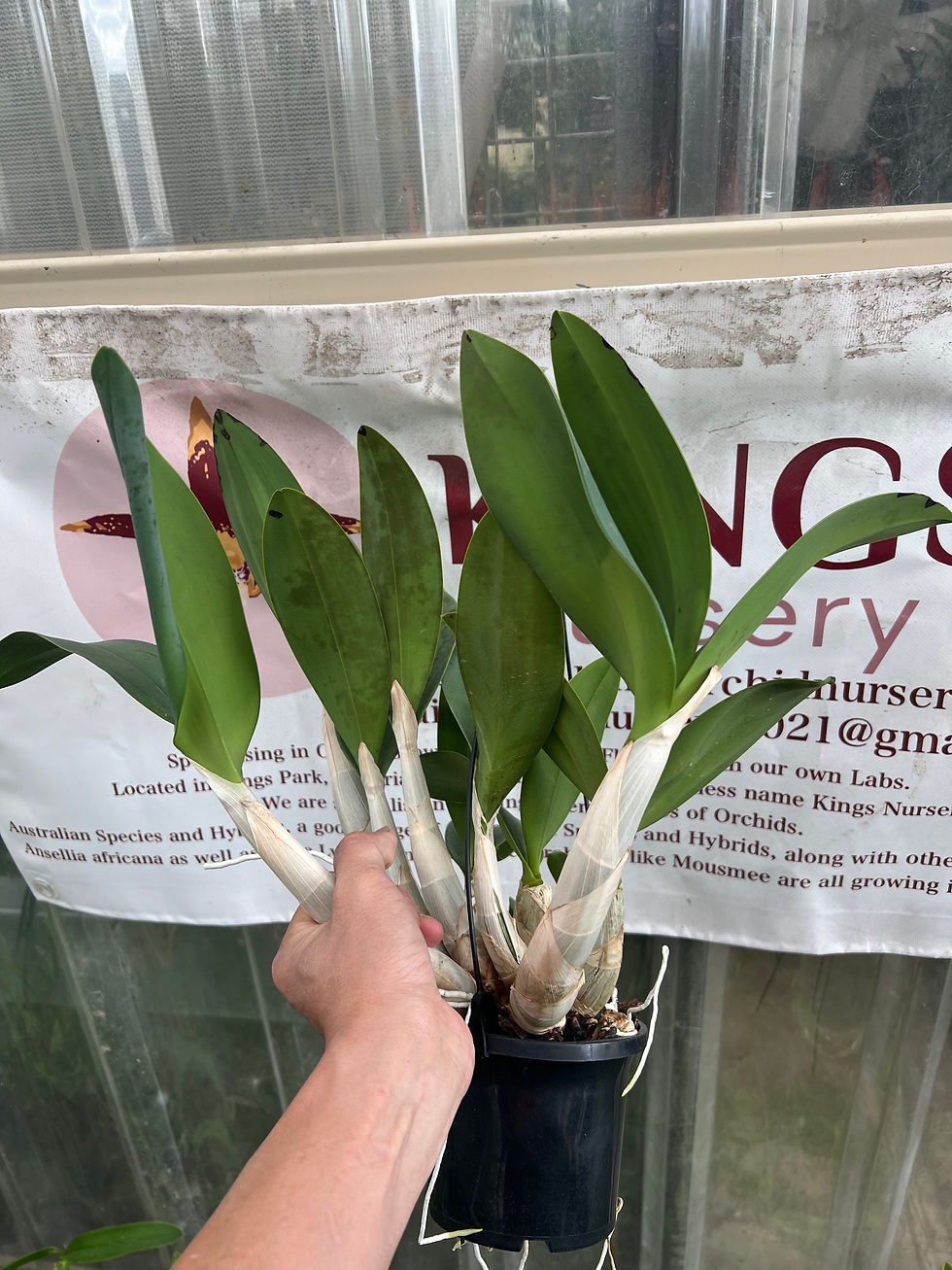 Thumbnail: Dendrobium Cosmic Gold remake overgrown first flowering seedling 140mm pot