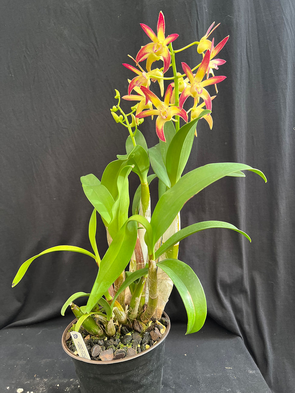 Thumbnail: Dendrobium Jayden ‘Sheen’ x Brimbank Gold ‘Hao’s’ first flowering 140mm pot