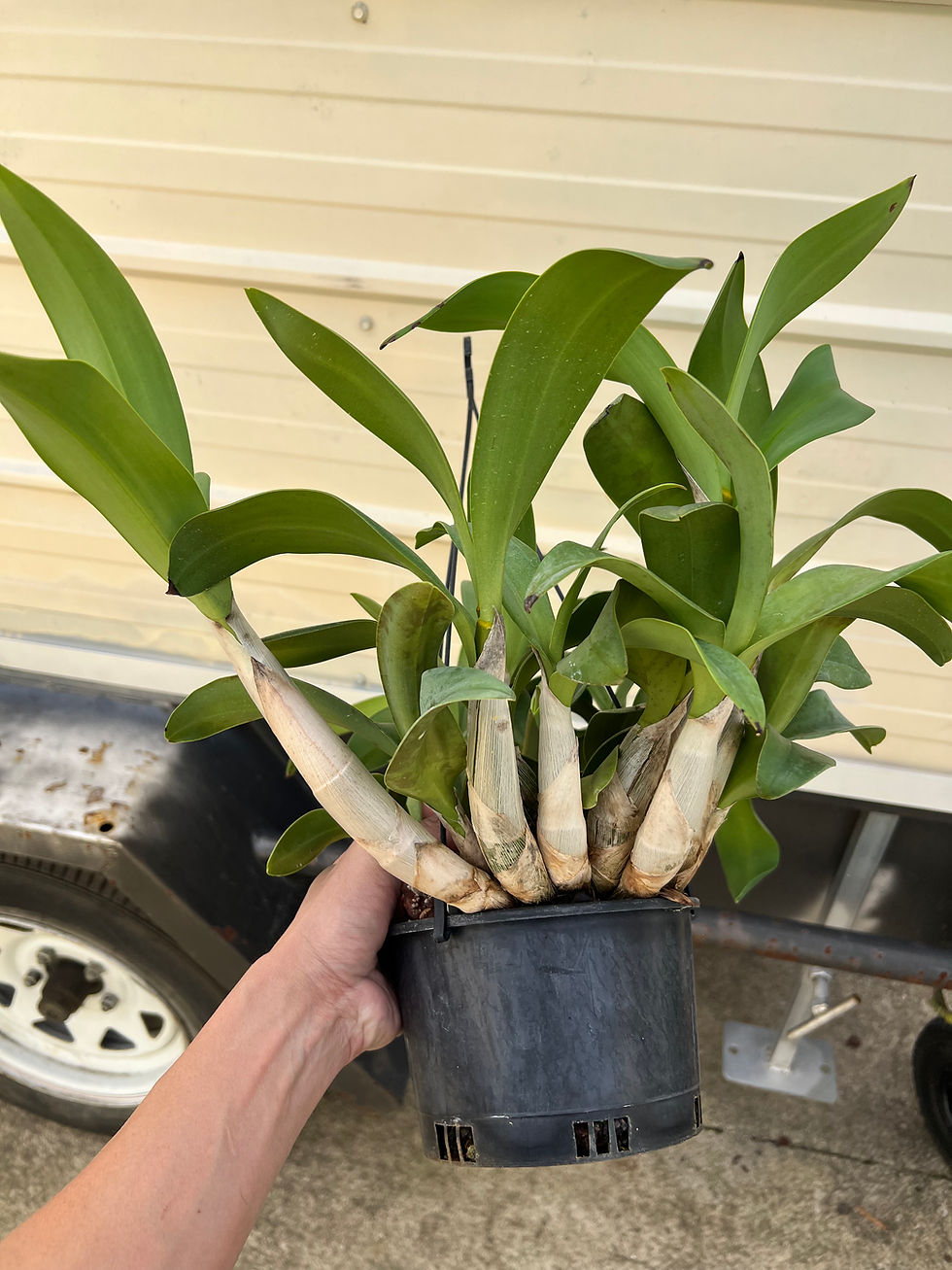 Thumbnail: #3 Dendrobium Cosmic Gold remake overgrown flowering size seedling 150mm pot