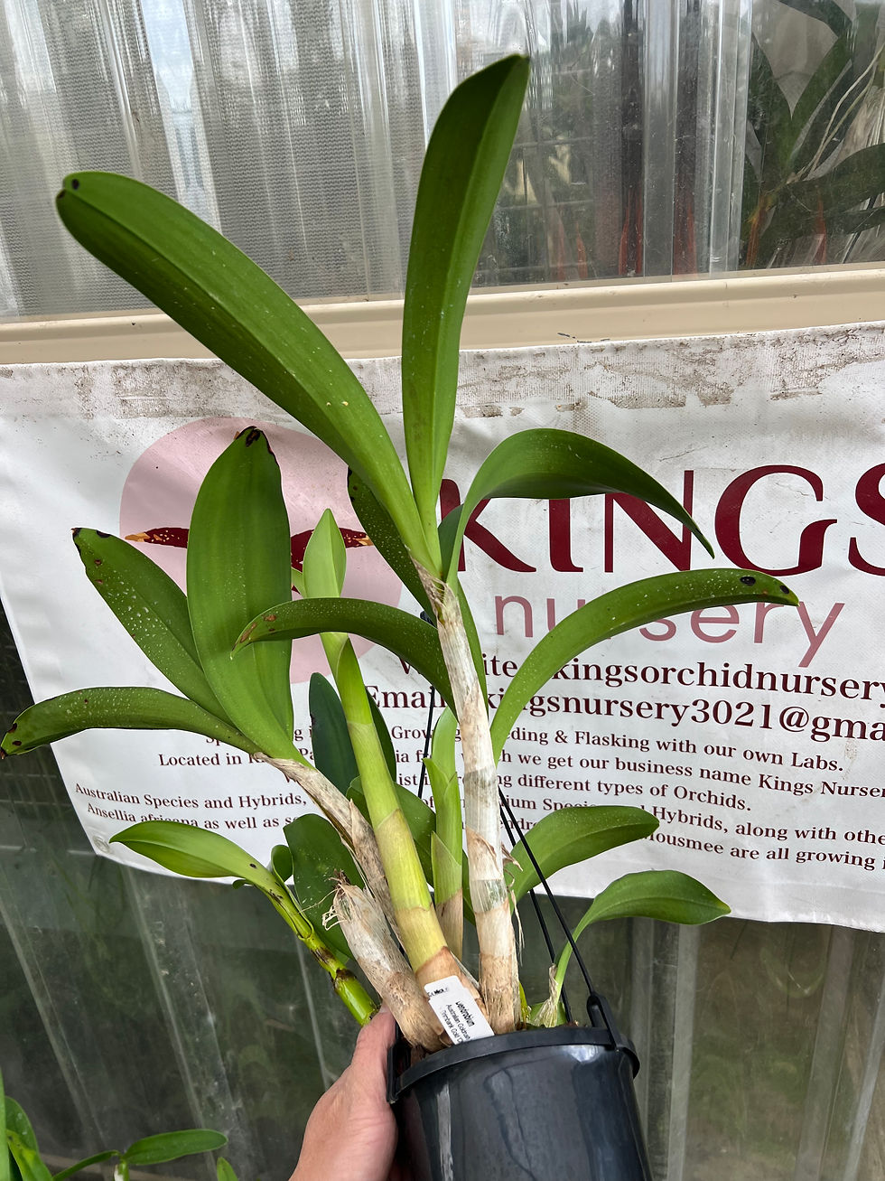 Thumbnail: Dendrobium Aus Goldrush ‘Hulk’ x Brimbank Gold 'Christine’ seedling 140mm pot