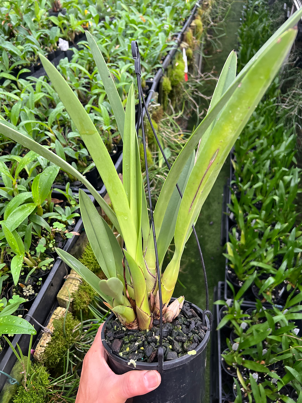 Thumbnail: Cymbidium canaliculatum flowering size 140mm pots mix clones  species 