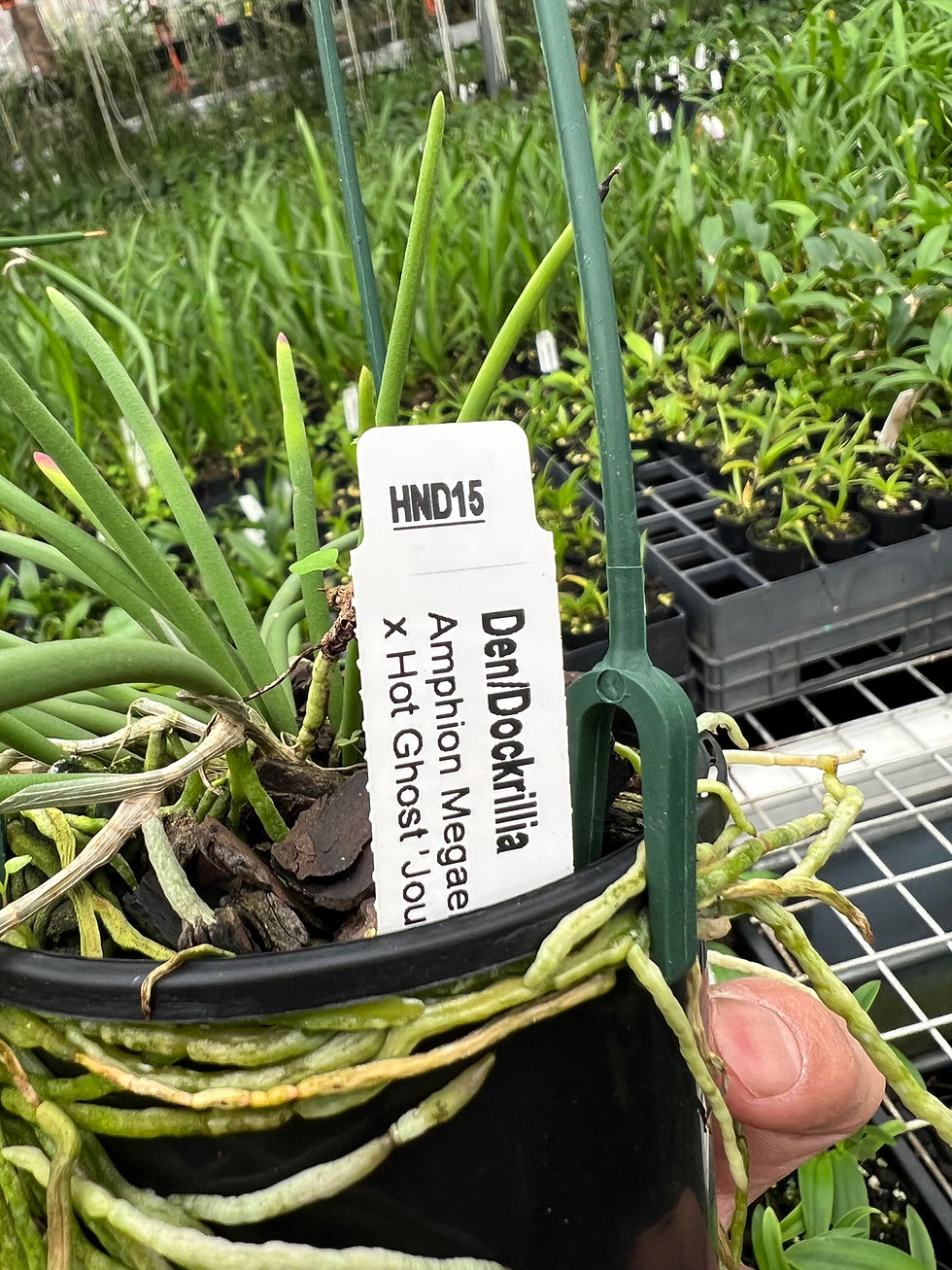 Thumbnail: Dendrobium Amphion Megaera ‘Journey’ x Hot Ghost ‘Journey’ flowering 100mm pot#1