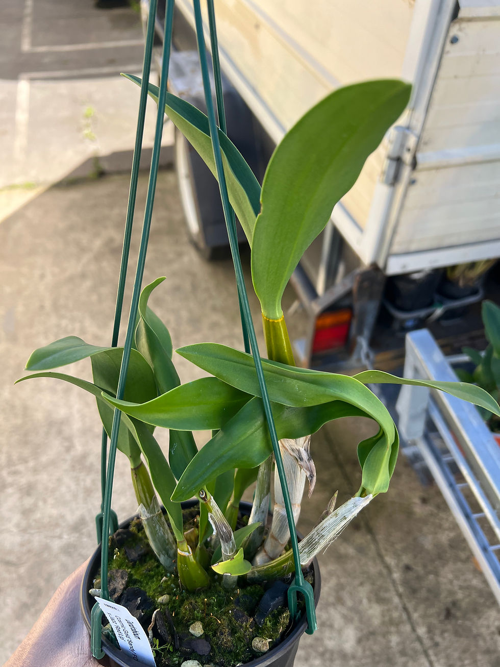 Thumbnail: Dendrobium King’s Tornado flowering size seedling 140mm pot