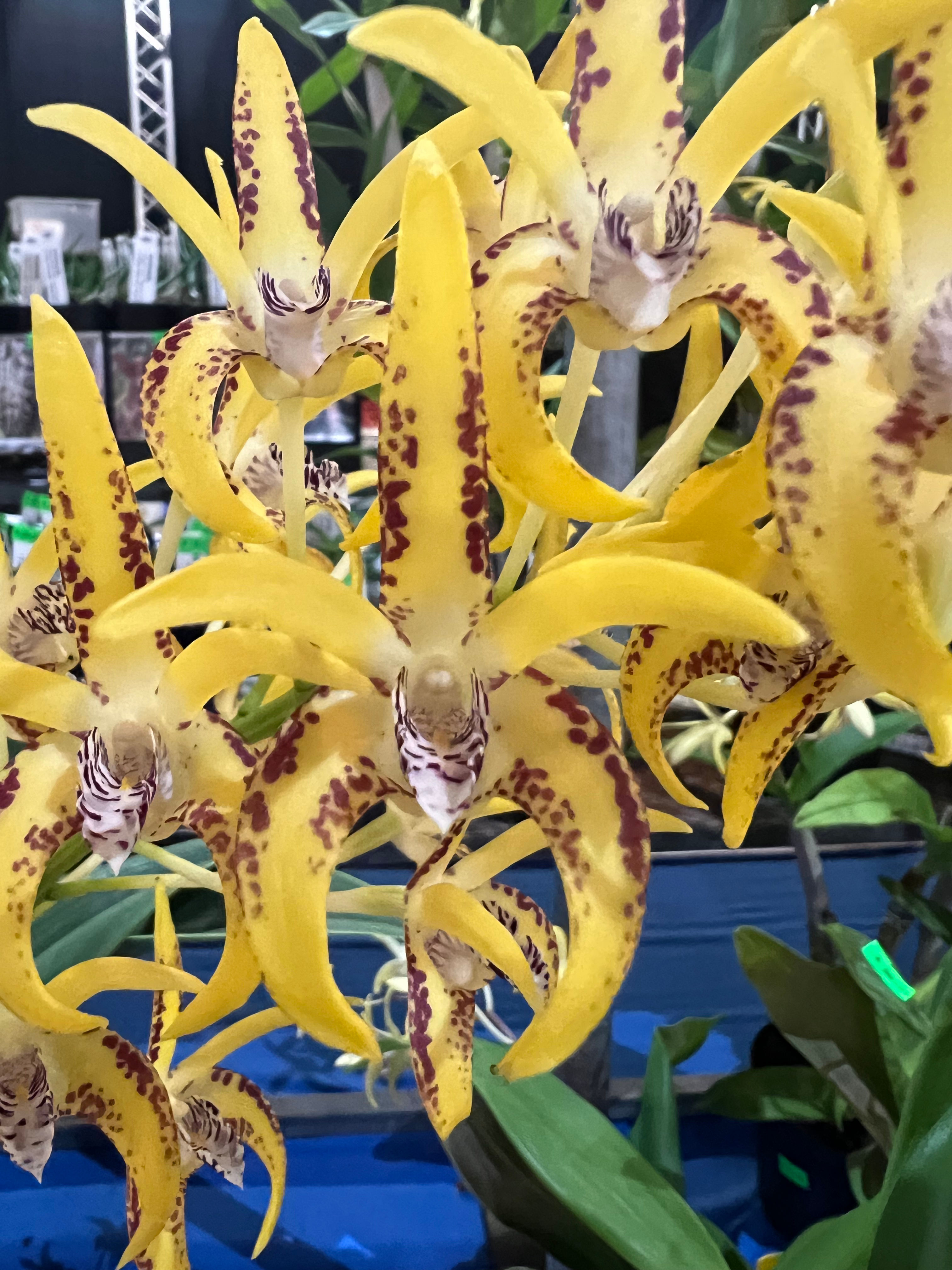 Dendrobium Saigon Cosmic Sunshine flowering 175mm pot supper size