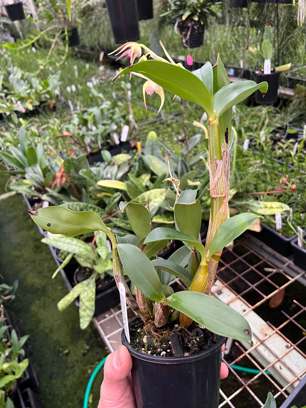 Thumbnail: Dendrobium Saigon Moonrise flowering 100mm pot