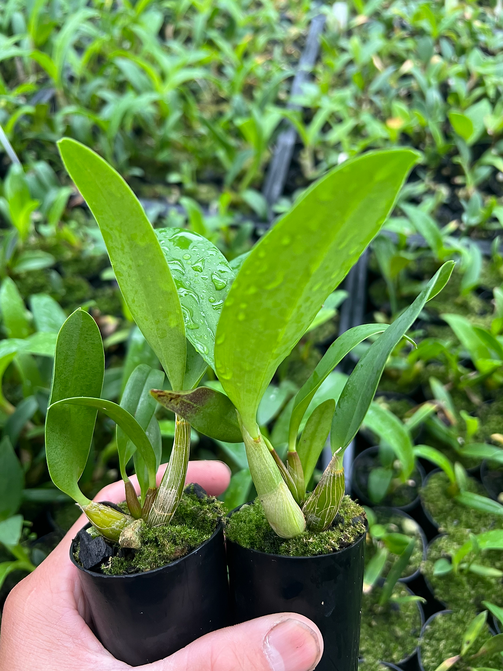 Thumbnail: 5 Dendrobium Katrin’s Gold ‘Classic’  x Cosmic Gold ‘Sandy’ seedling 50mm pots 