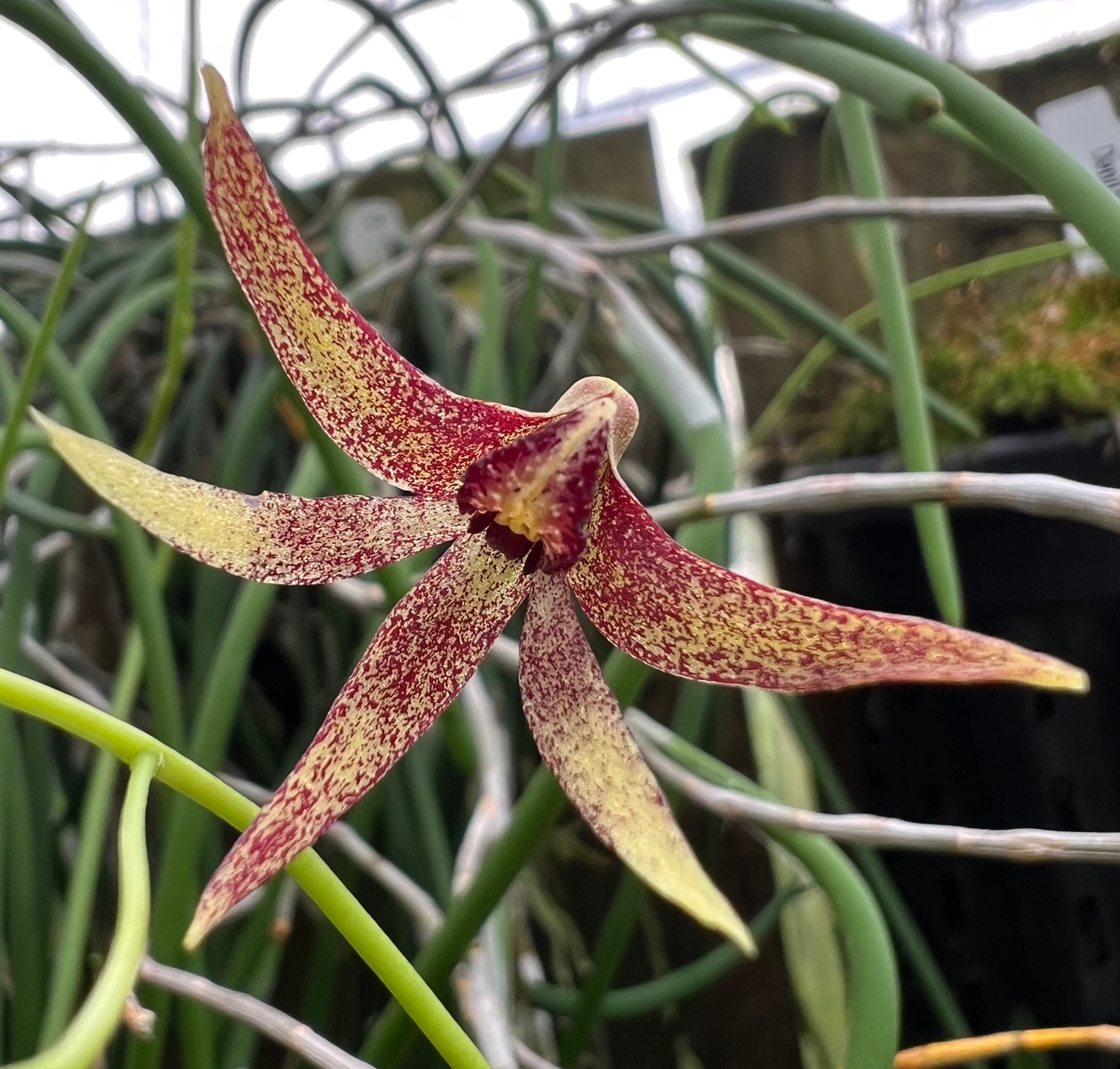 Dendrobium Tweetie ‘Huge’ flowering division on mounts bredstock rarely offer!!