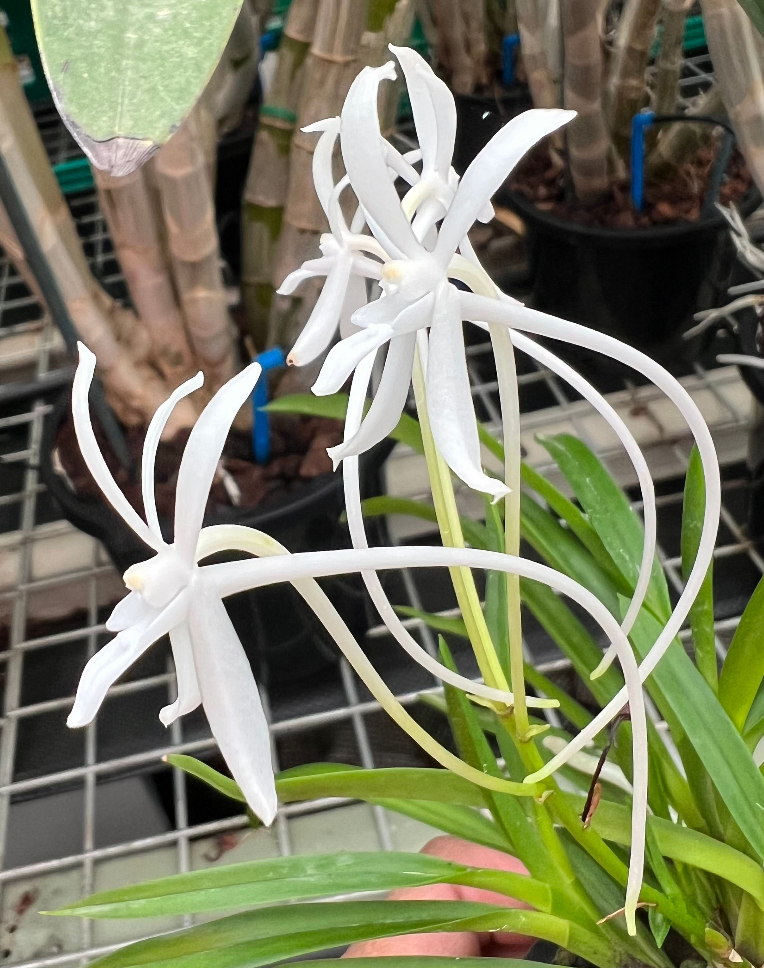 Vanda Neo falcata seedling 50mm pots 