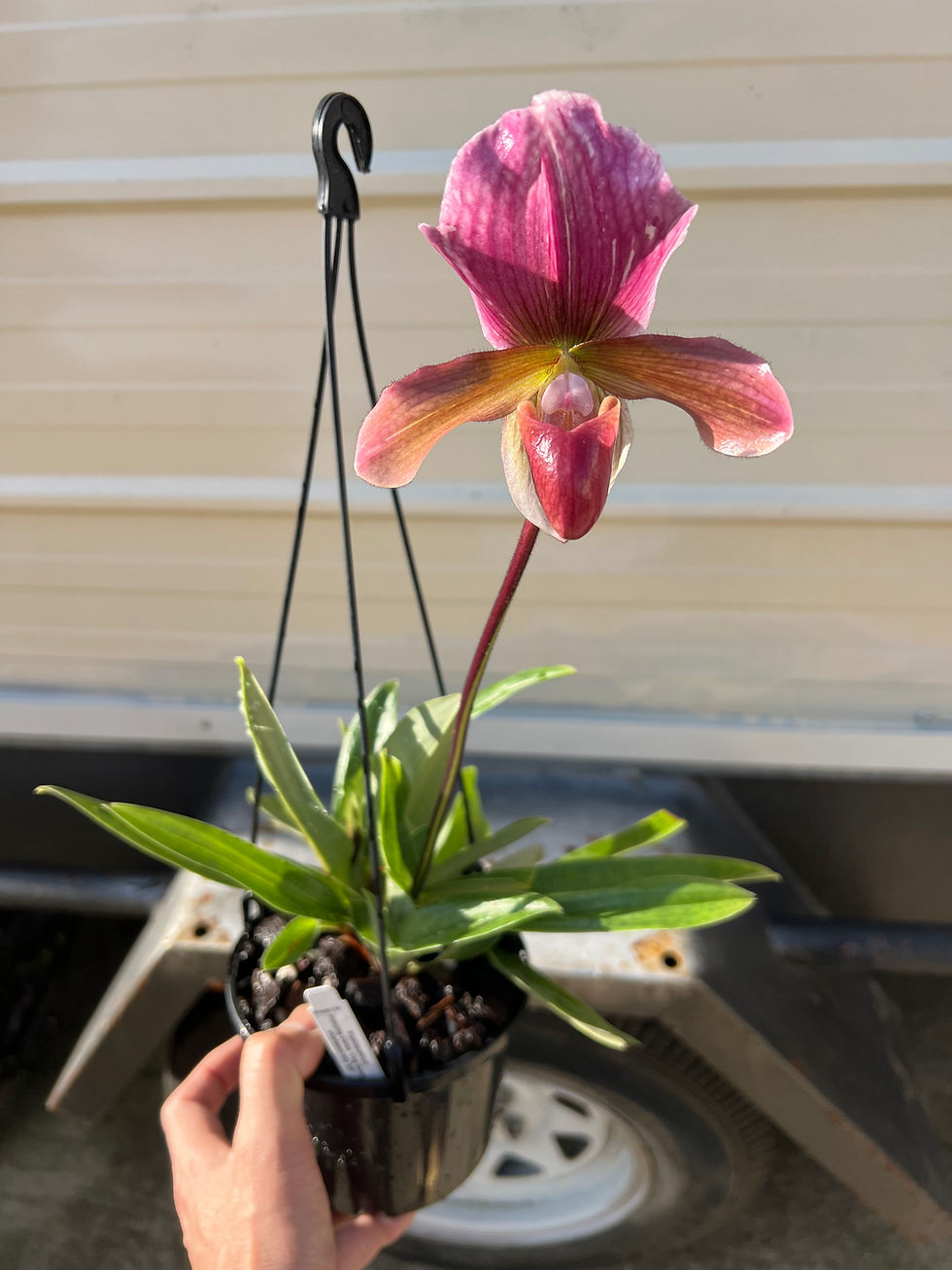 Thumbnail: Paphiopedilum Hsinying Carlos x charlesworthii flowering big plants 150mm pot