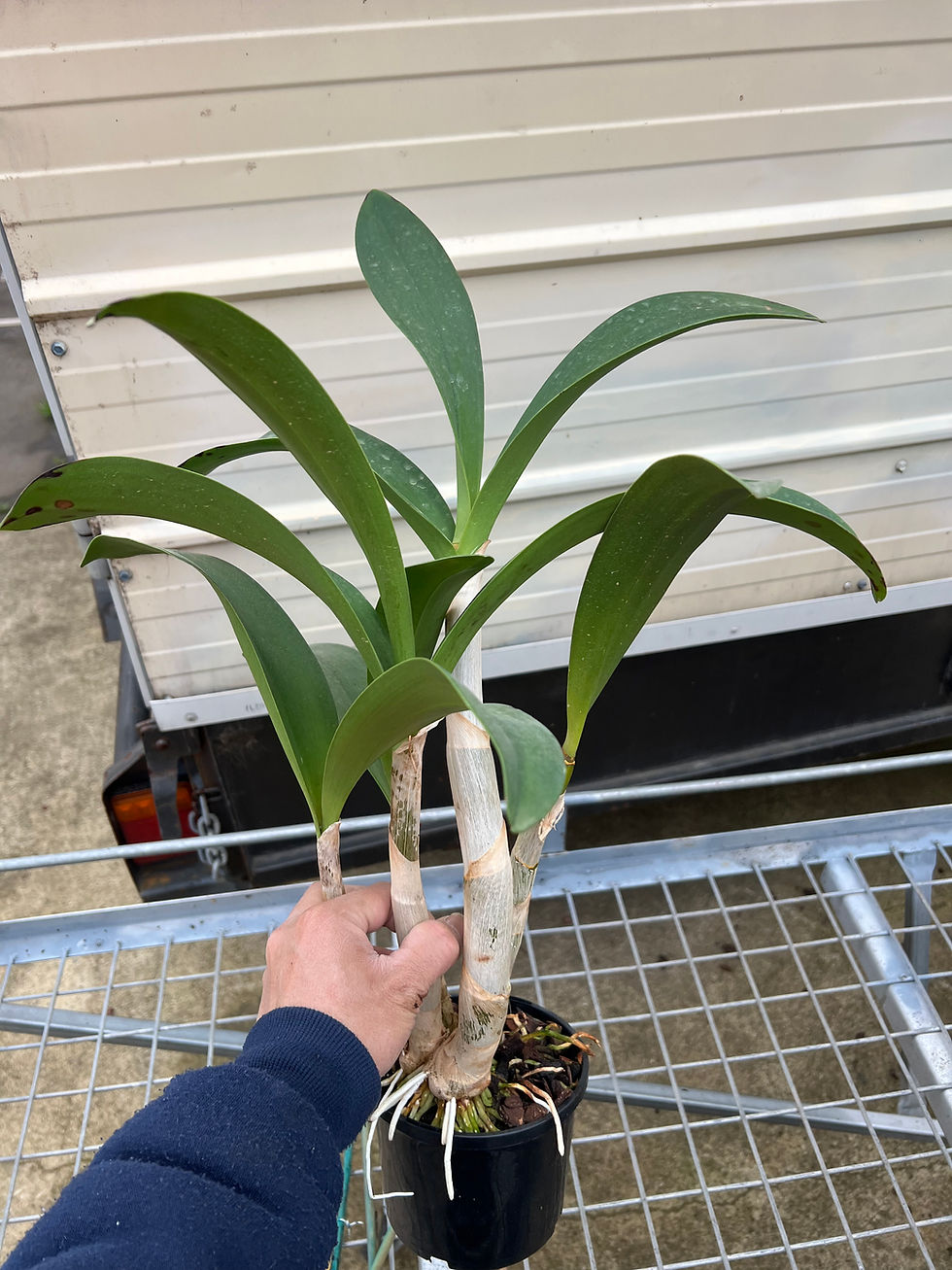 Thumbnail: Dendrobium Aus Goldrush ‘Hulk’ AM/OSCOV original division 140mm pot in buds
