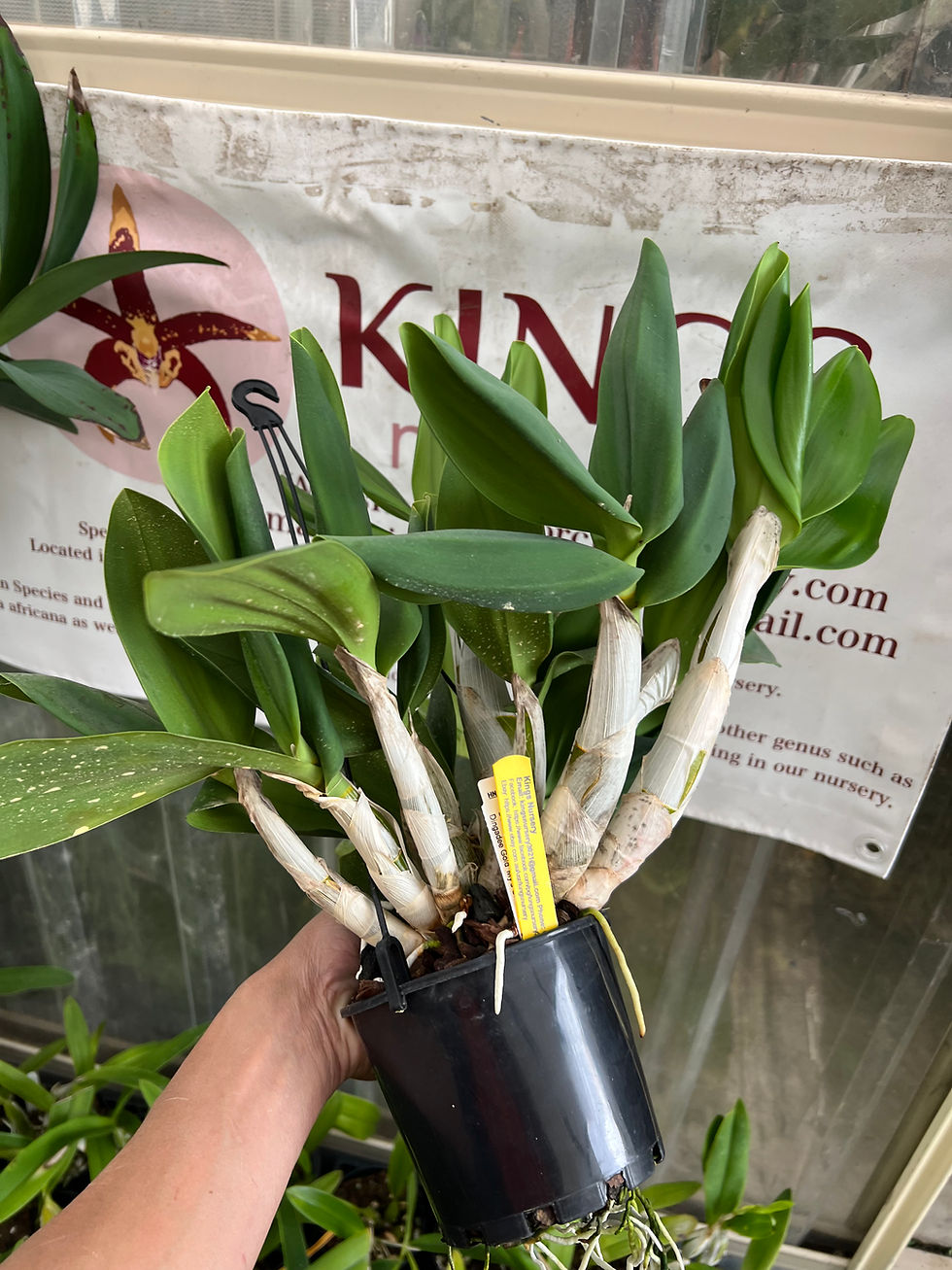 Thumbnail: Dendrobium King’s Mystery flowering size seedling 140mm pot