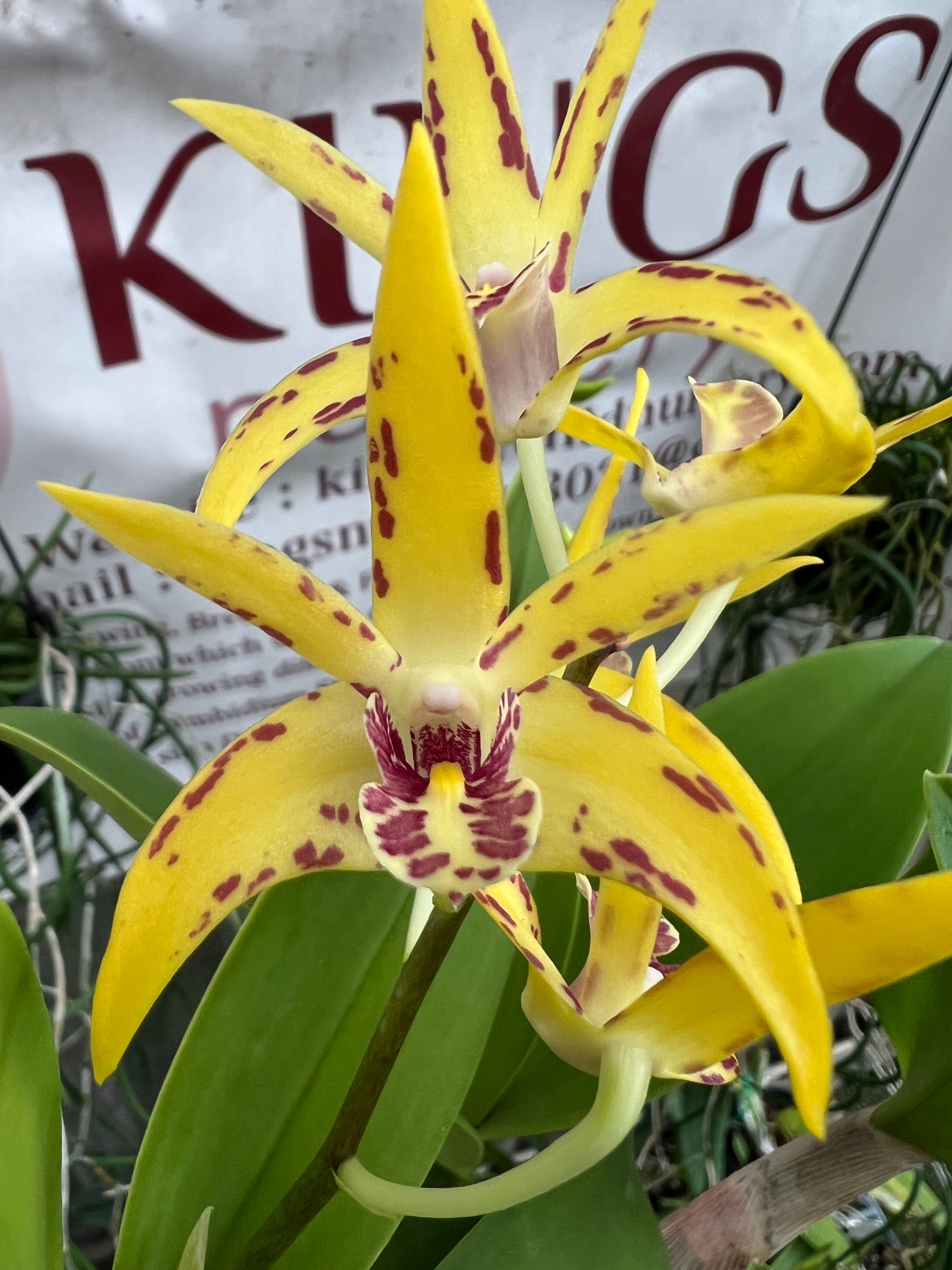 Dendrobium Jesmond Sparkler x Cosmic Gold ‘Sandy’ first flowering 140mm pot #5
