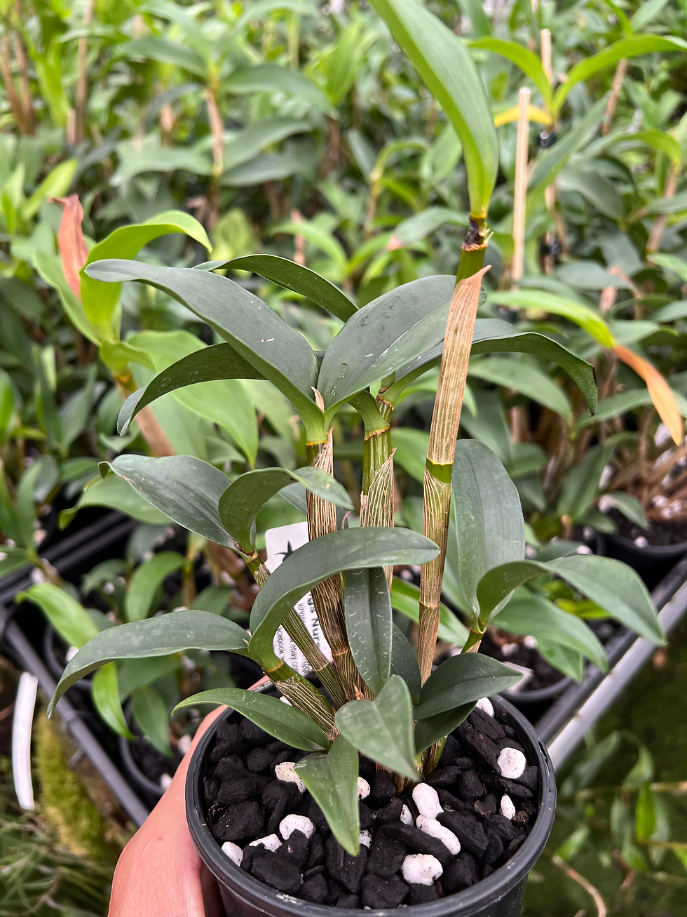 Thumbnail: Dendrobium Aussie Parade ‘Hao’s Best’ x Brimbank Uluru ‘Sunset’ seedling 100mm 