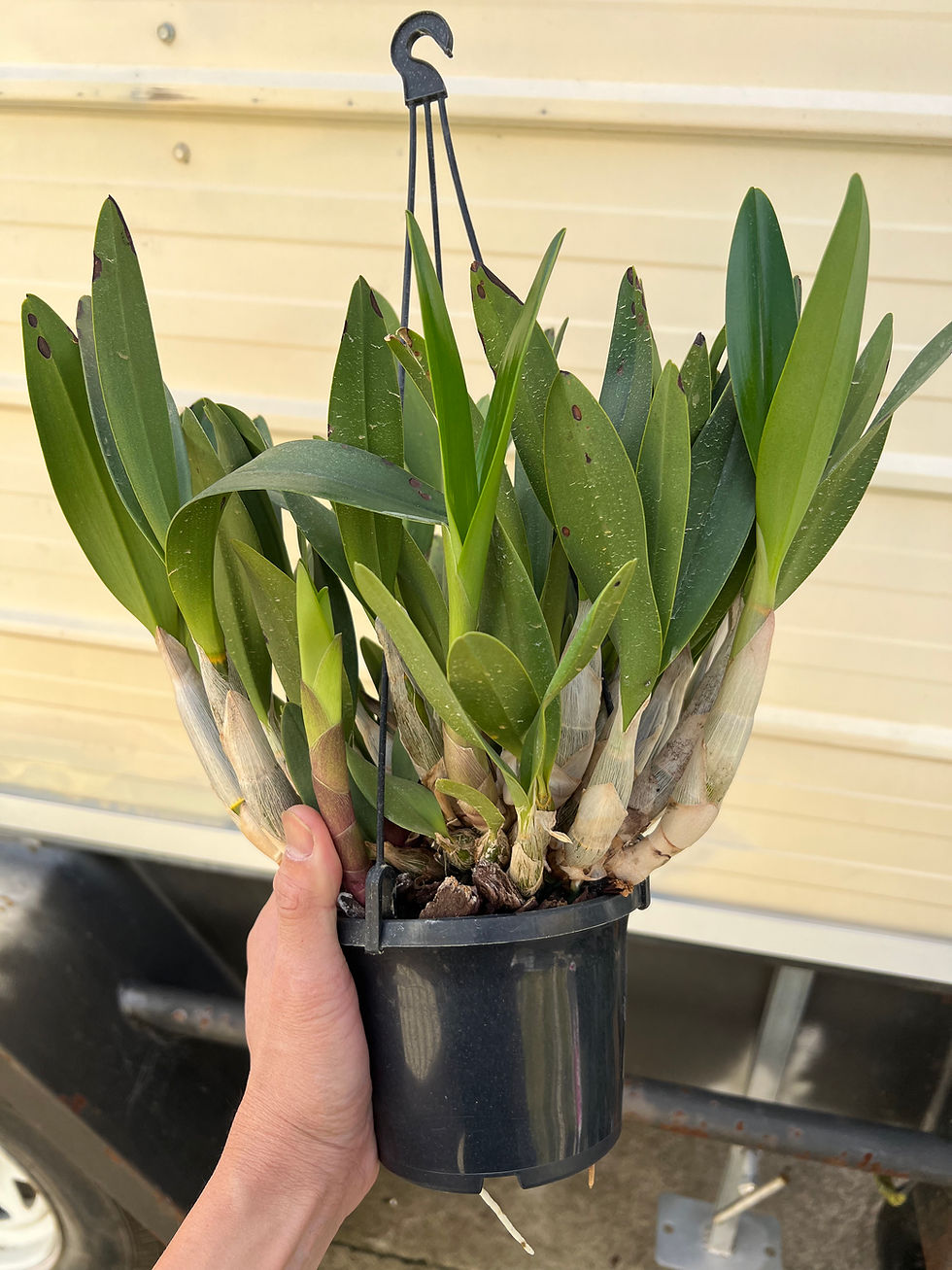 Thumbnail: Dendrobium Brimbank Elite remake flowering size seedling 140mm pot