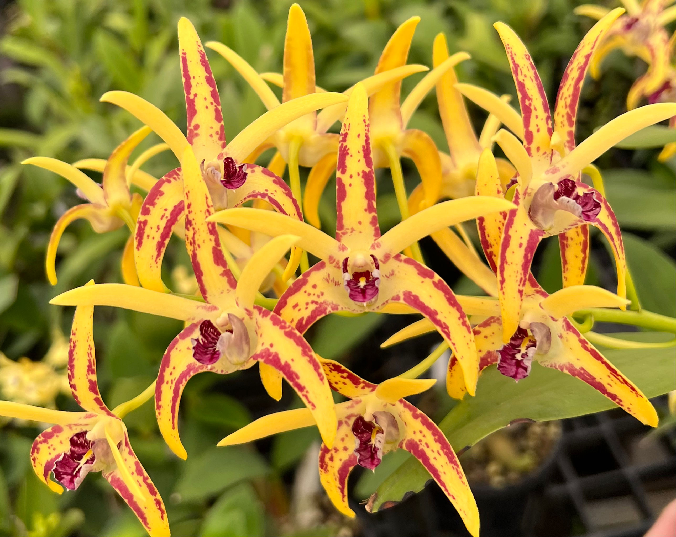 Dendrobium Australian Chocolate Starfish x Cosmic Gold ‘Sandy’ flowering size #1