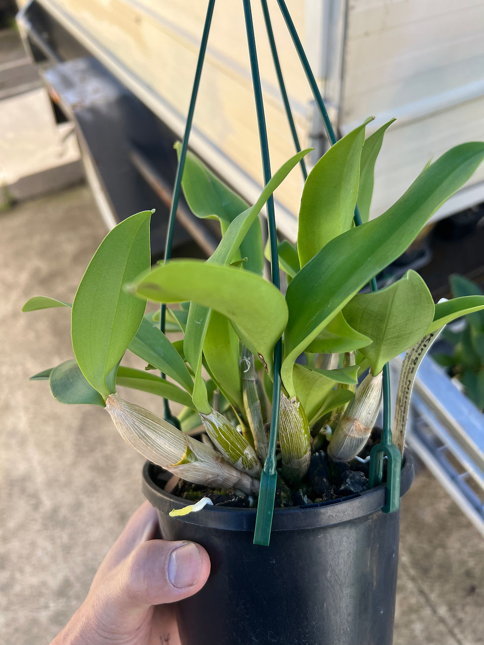 Thumbnail: Dendrobium Australian Chocolate Starfish x Cosmic Gold ‘Sandy’ flowering size #2