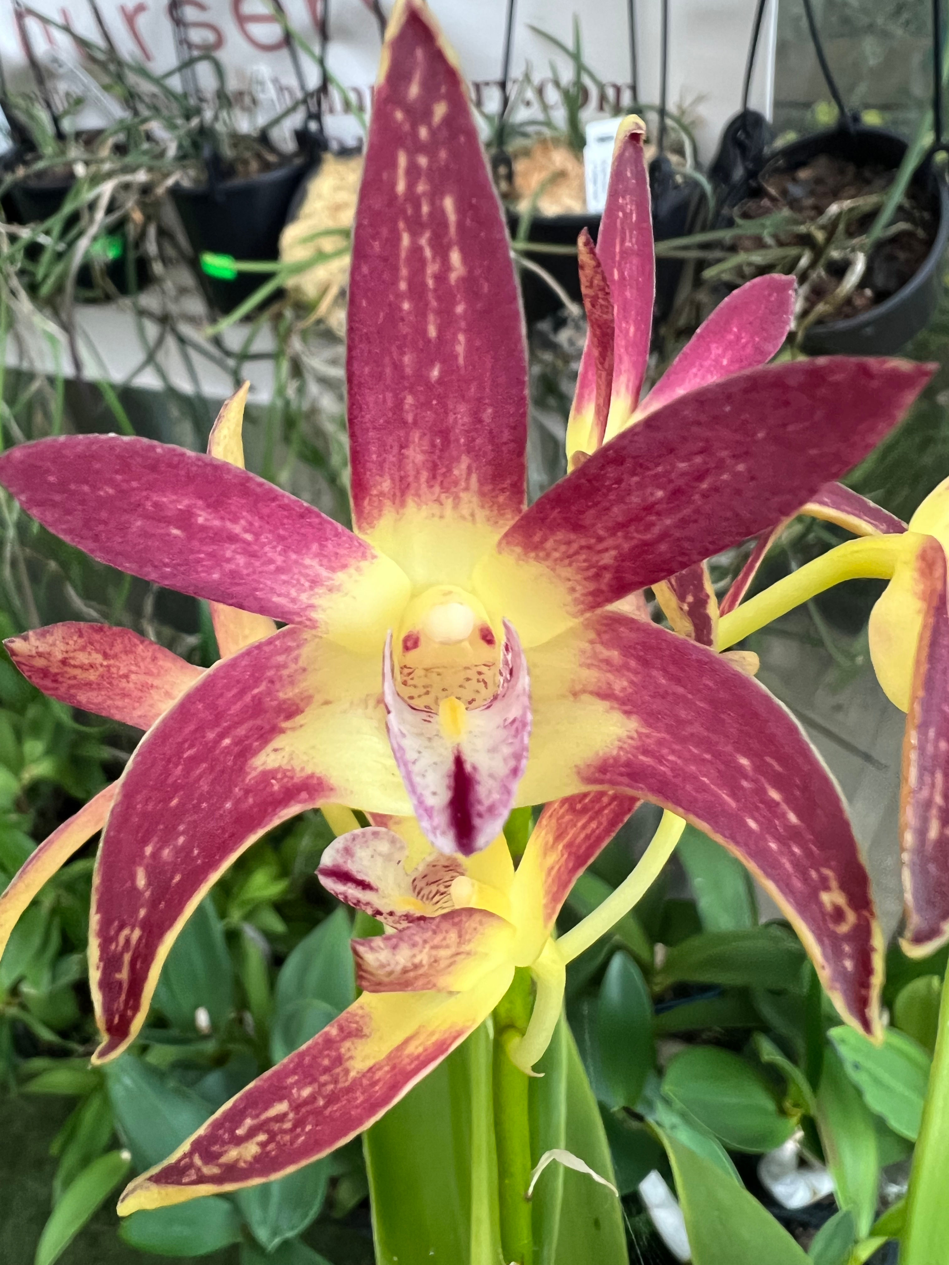 Dendrobium King’s Jaydee ‘Purple Magic’ first flowering 140mm pot