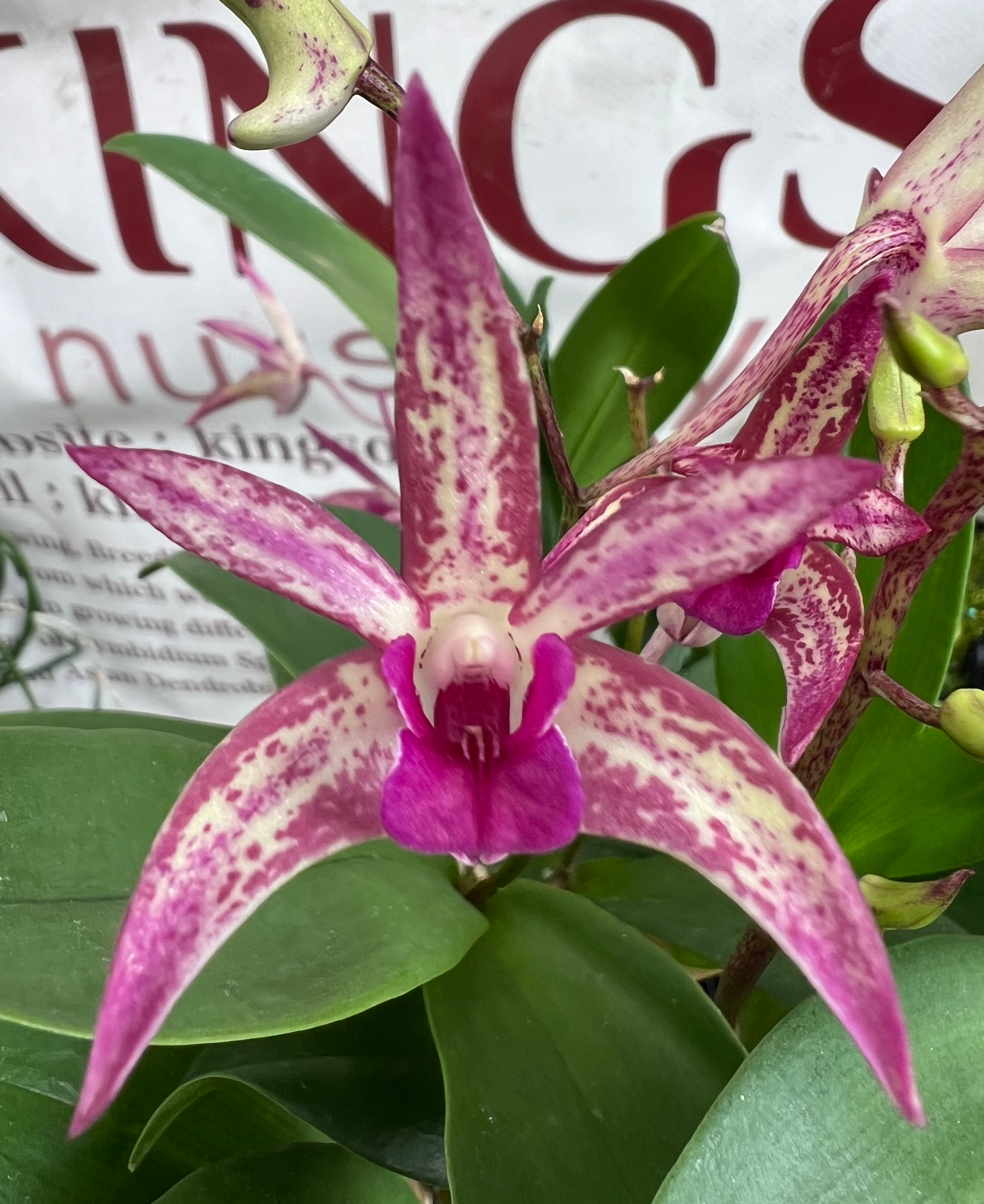 Dendrobium King’s Merlot flowering 140mm pot