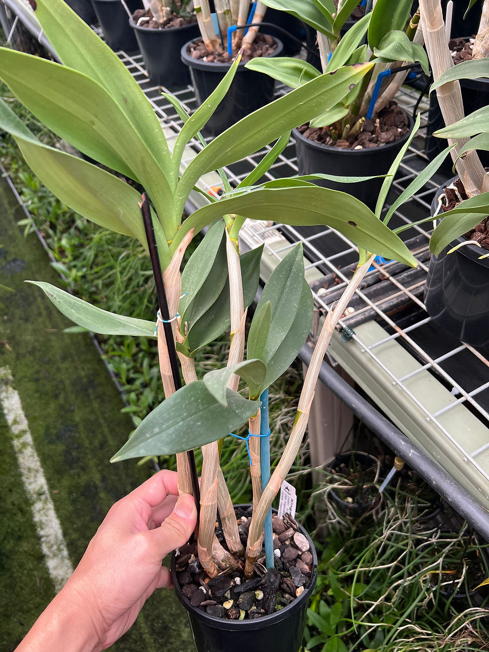 Thumbnail: Dendrobium Class ‘Windsor Down’ HCC/AOC division 140mm pot 