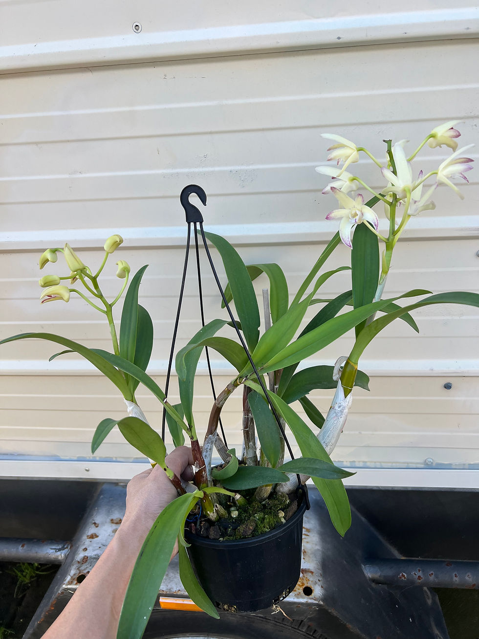 Thumbnail: Dendrobium Jayden ‘Sheen’ x Brimbank Gold ‘Journey’ first flowering 150mm pot
