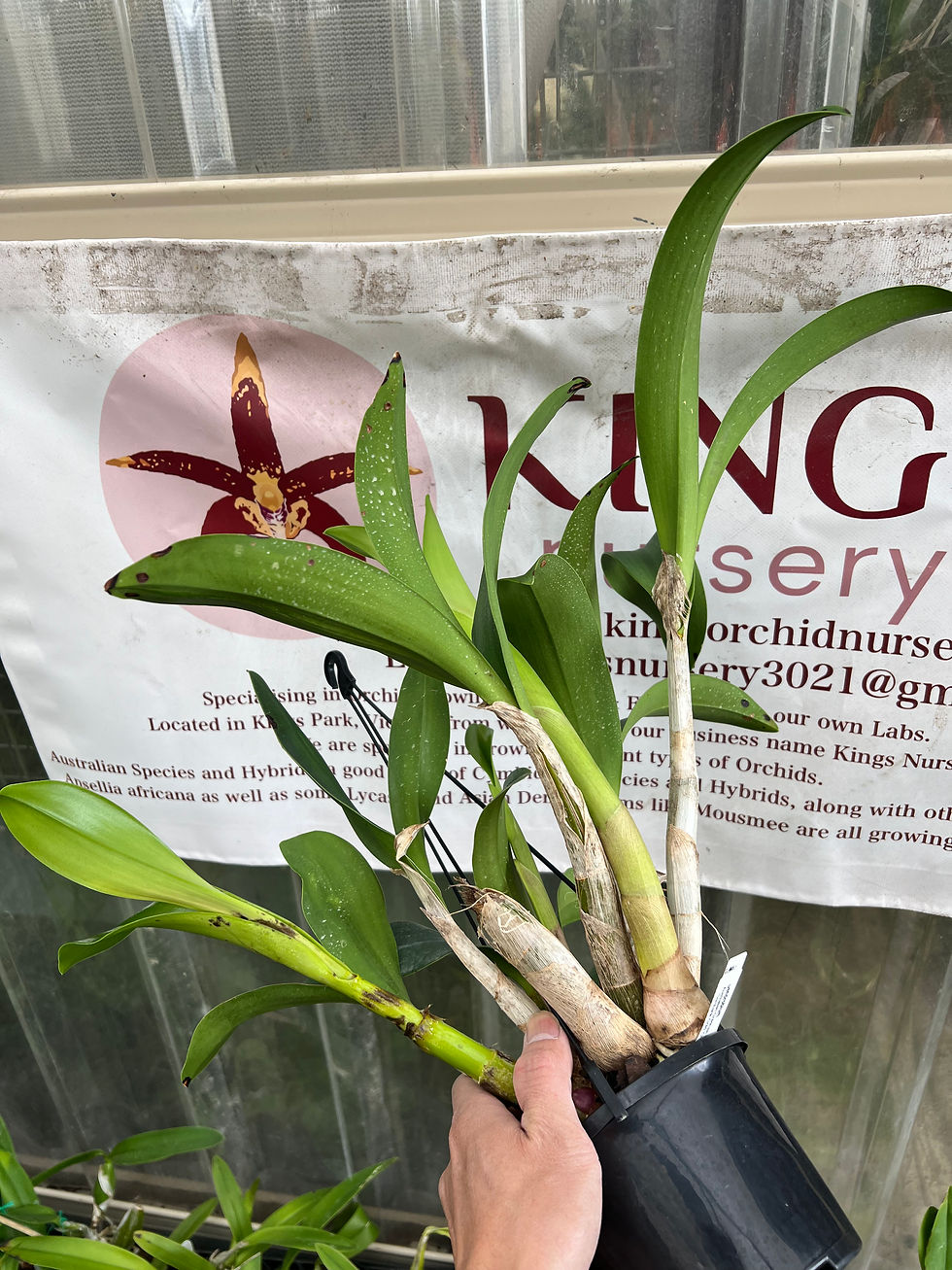 Thumbnail: Dendrobium Aus Goldrush ‘Hulk’ x Brimbank Gold 'Christine’ seedling 140mm pot