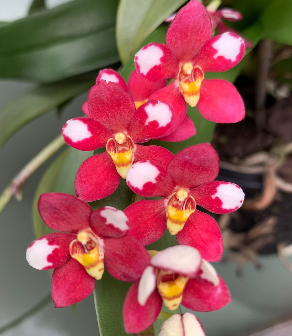 Thumbnail: Sarcochilus Bessie ‘Journey’ mericlones 50mm pot