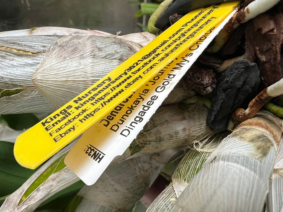 Thumbnail: Dendrobium King’s Mystery flowering size seedling 140mm pot