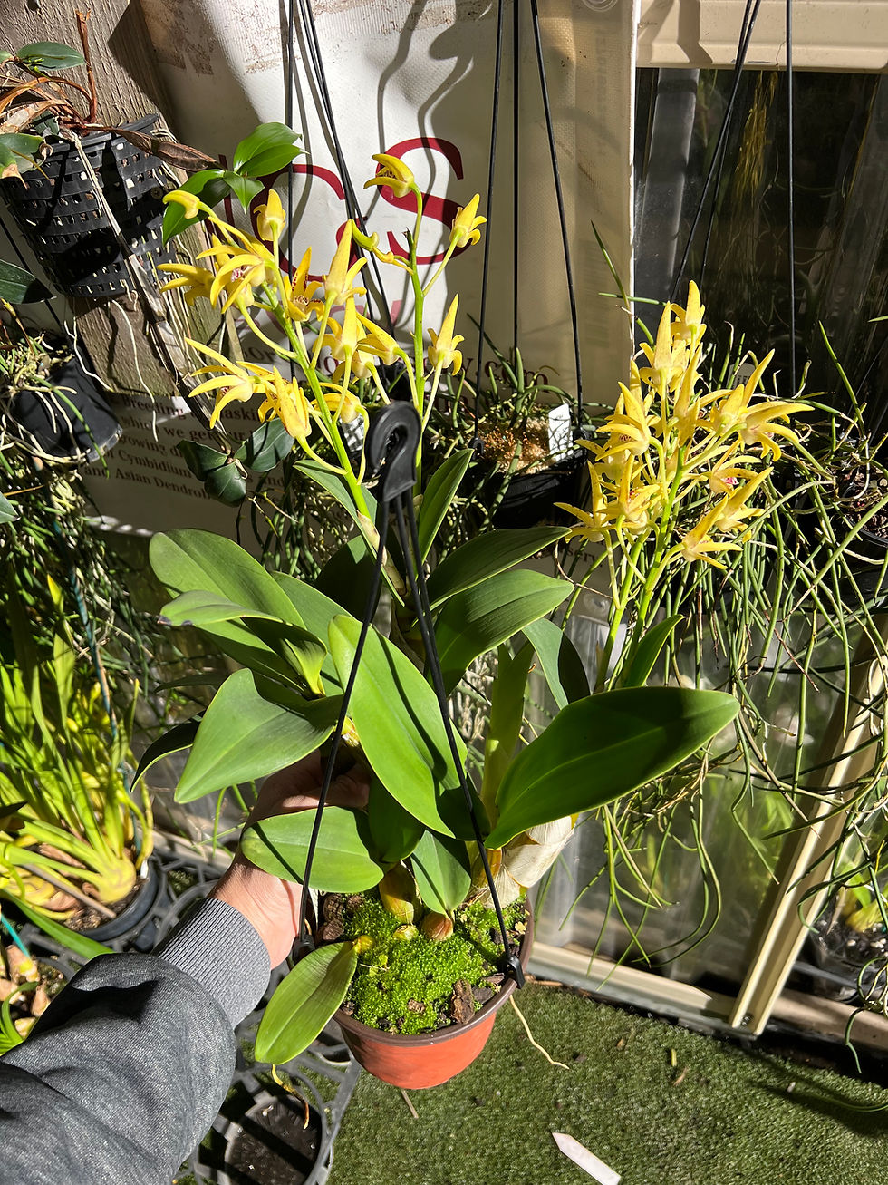 Thumbnail: Dendrobium Brimbank Sunshine ‘Journey’ x Cosmic Gold ‘Sandy’ first flowering 