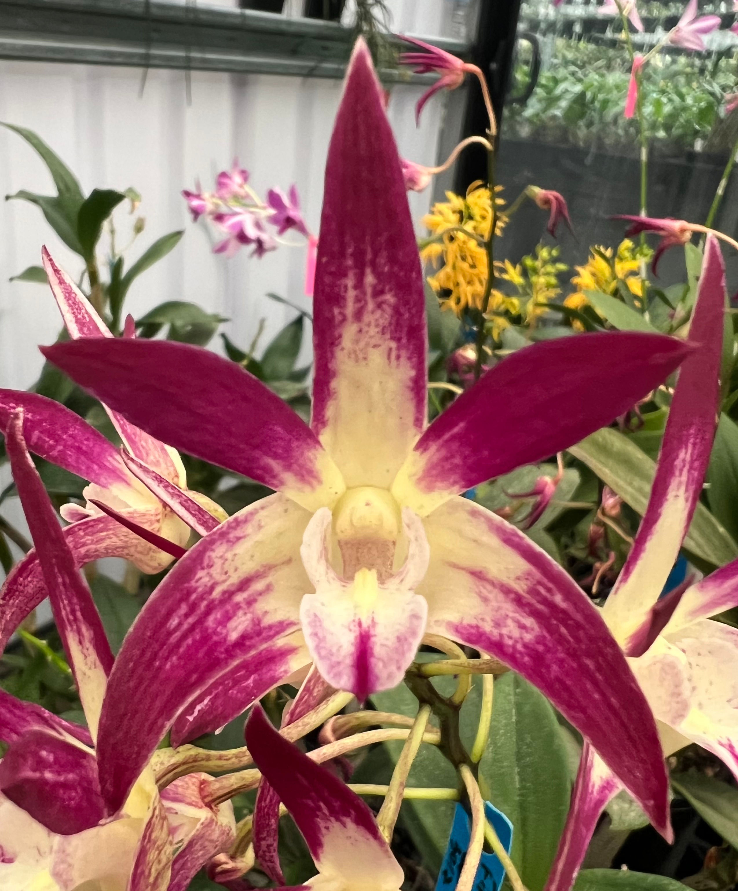 Dendrobium Awespot ‘Big Red’ division 140mm pot