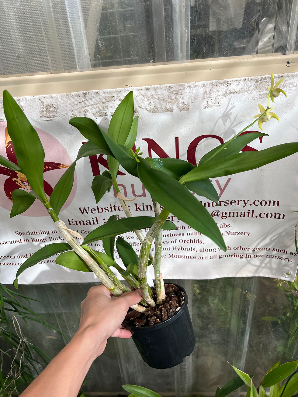 Thumbnail: Dendrobium Castaway ‘Fedex’ x Brimbank Dream ‘Tetra’ first flowering 140mm pot