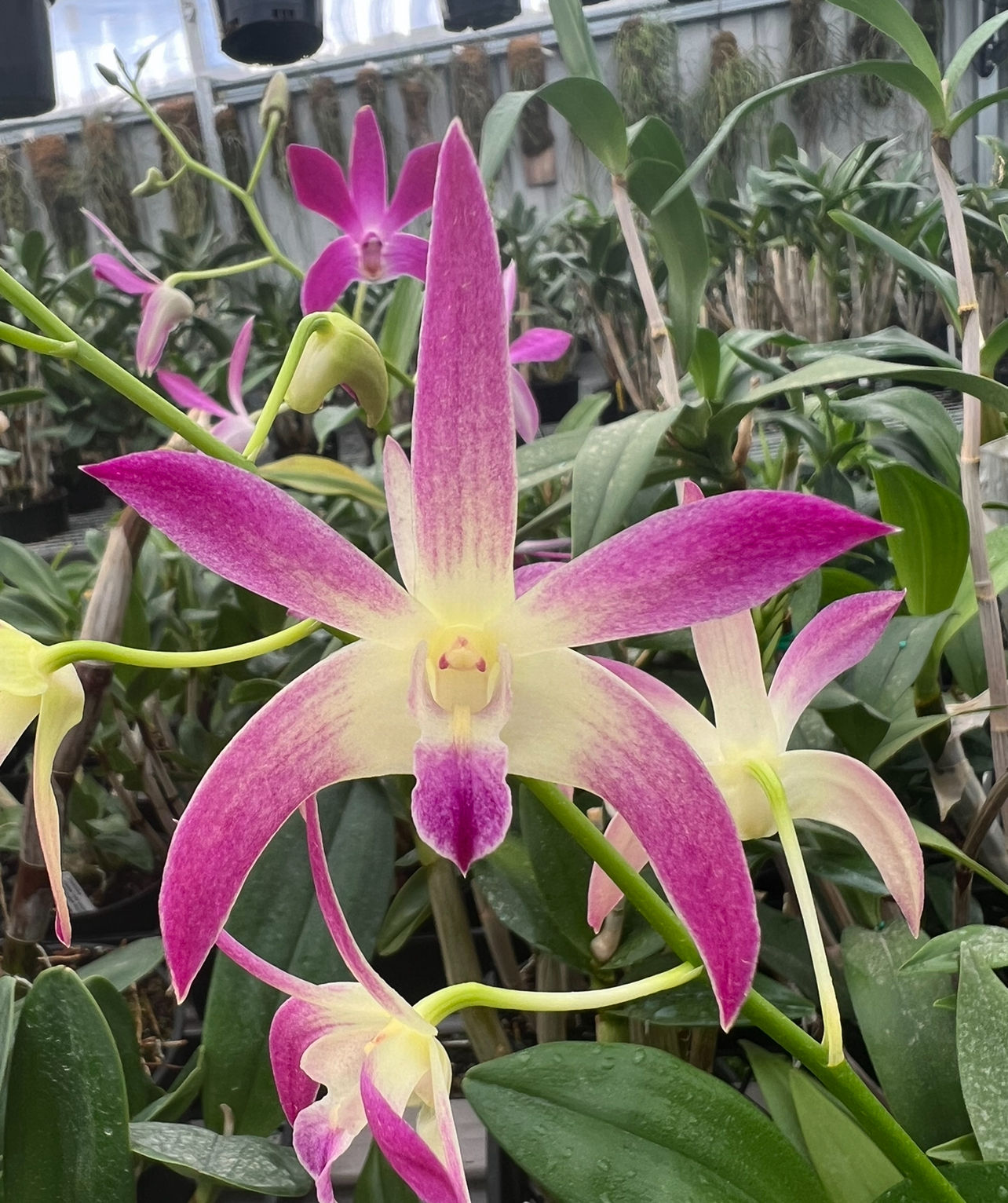 Dendrobium Anne’s Rainbow Surprise ‘Bernice’ HCC/OSCOV 140mm pot